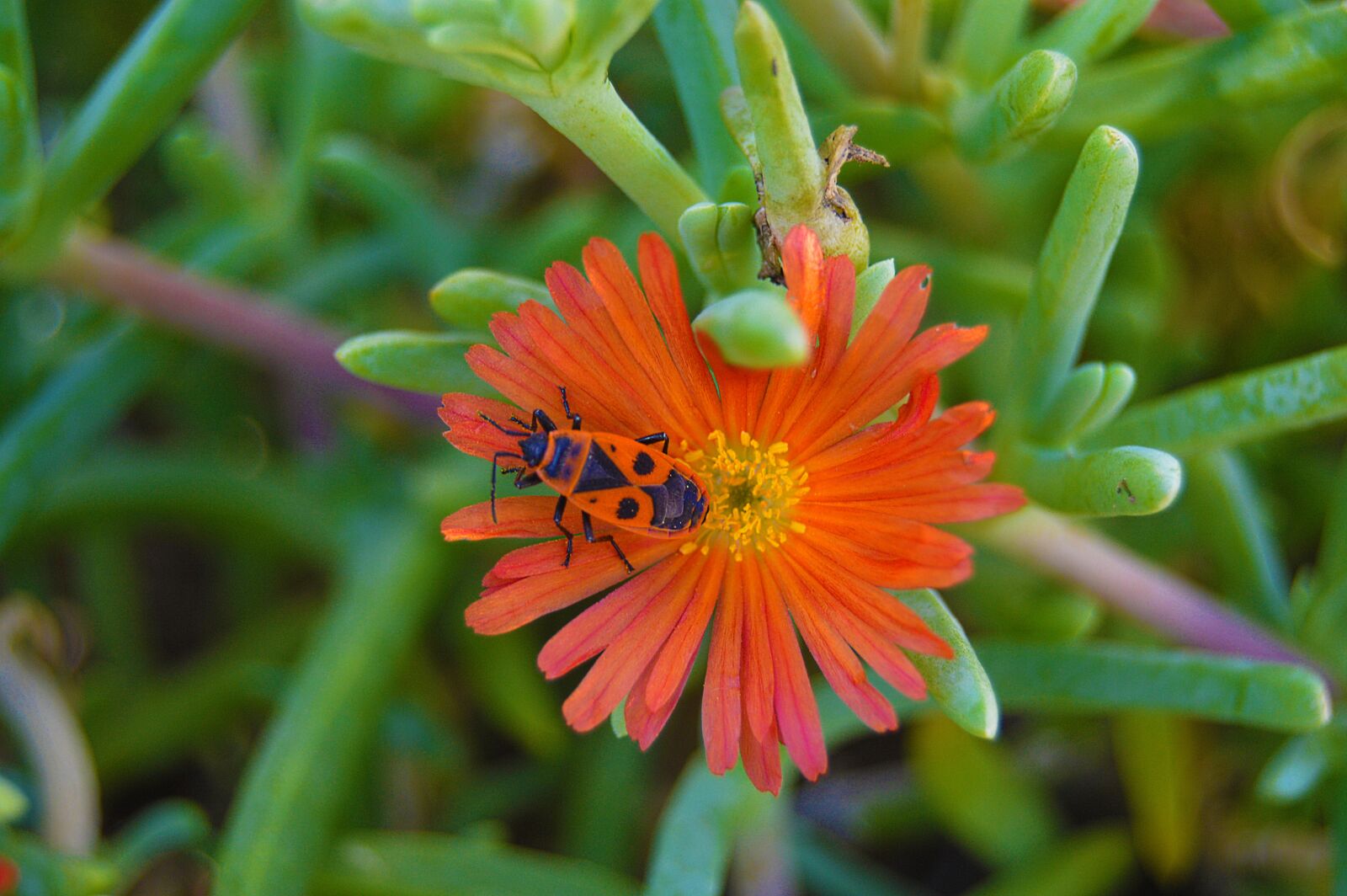 Nikon D3200 sample photo. Beetle, shoemaker, insect photography