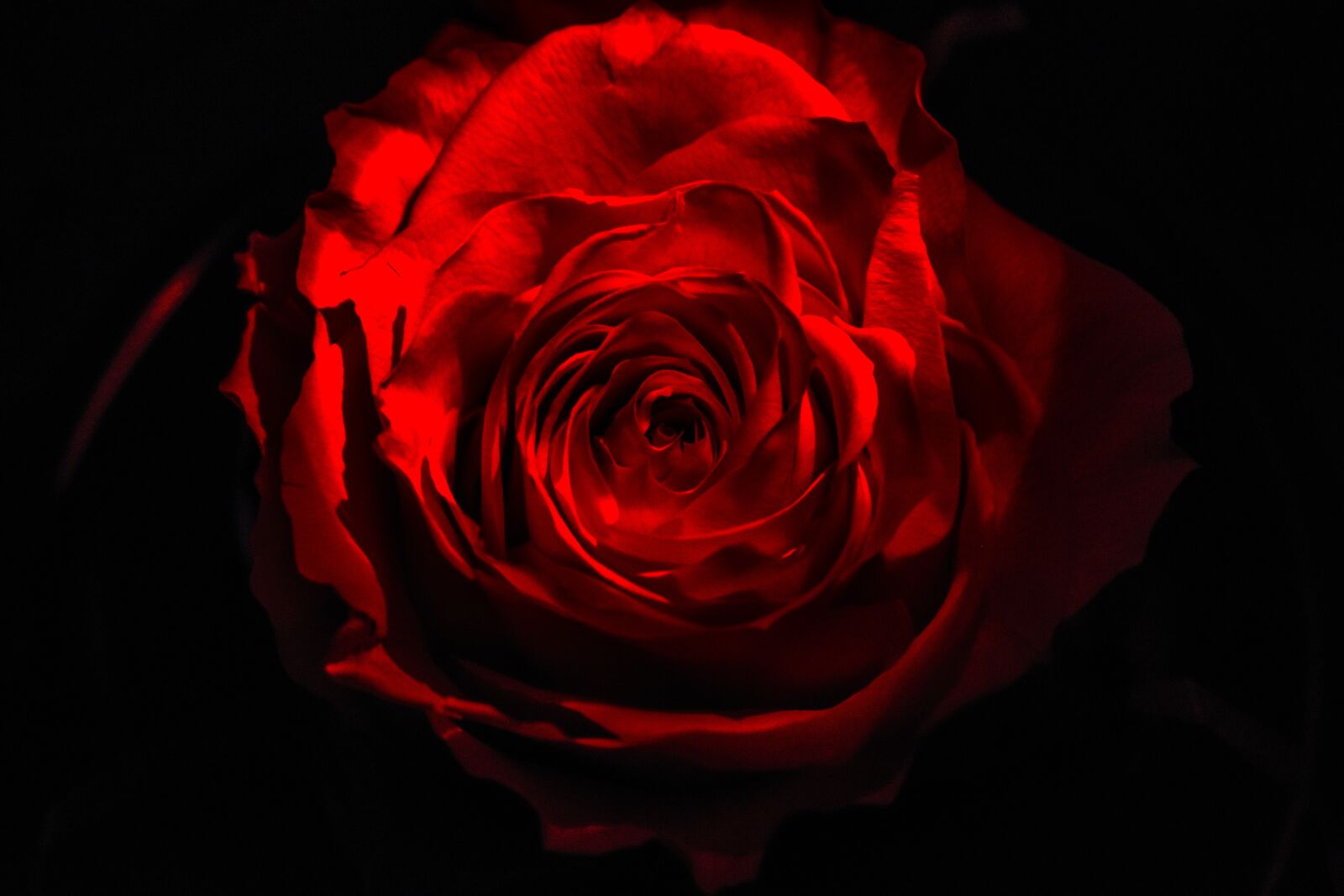 Nikon D3400 sample photo. Rosa, dark, black photography