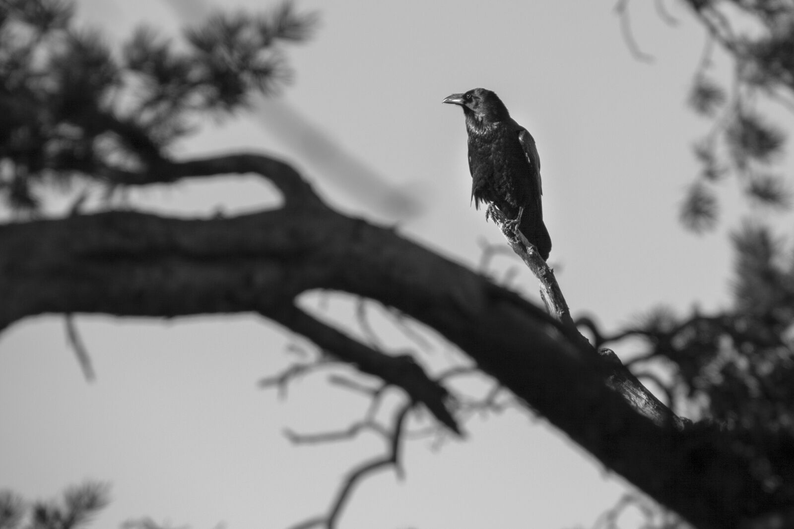 Canon EOS 400D (EOS Digital Rebel XTi / EOS Kiss Digital X) sample photo. Raven, crow, bird photography