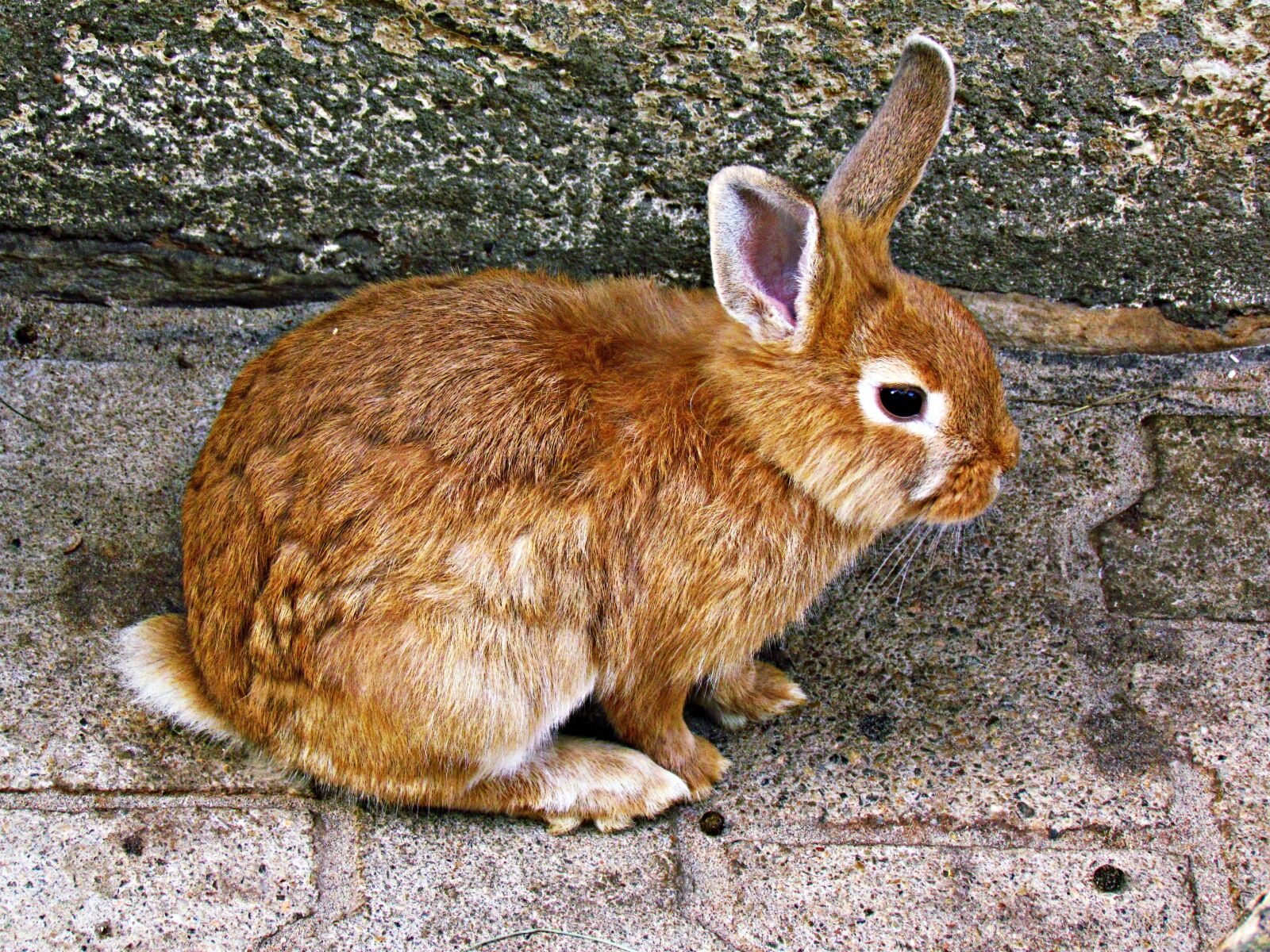 Canon PowerShot SX30 IS sample photo. Rabbit, bunny, animal photography