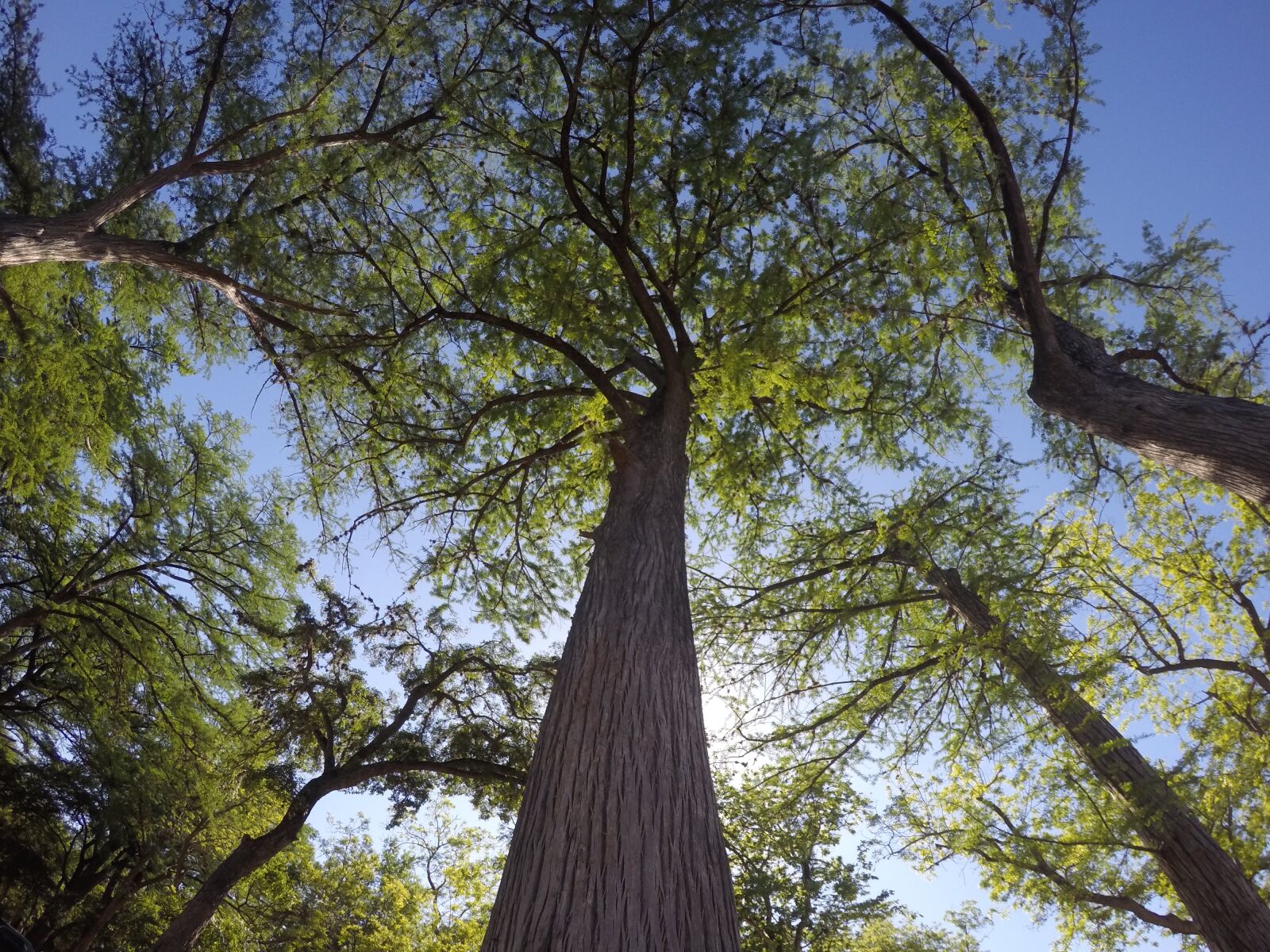 GoPro HERO4 Silver sample photo. Tall trees, nature, green photography