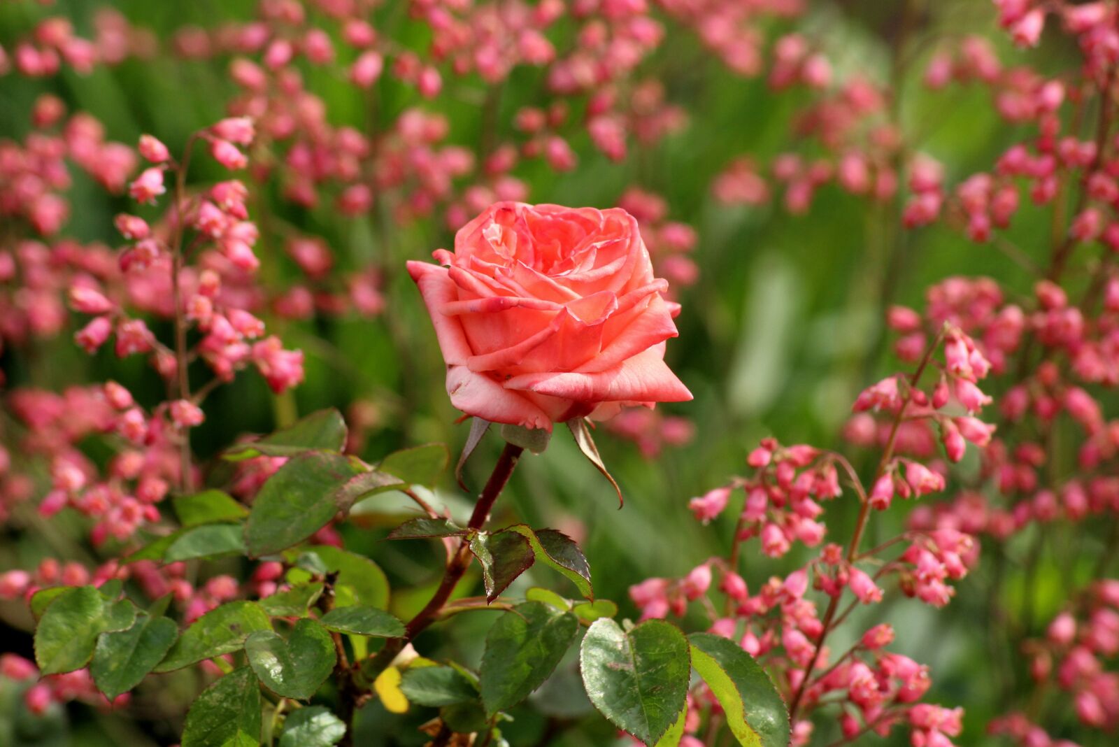 Canon EOS 1200D (EOS Rebel T5 / EOS Kiss X70 / EOS Hi) sample photo. Rose, flower, pink photography