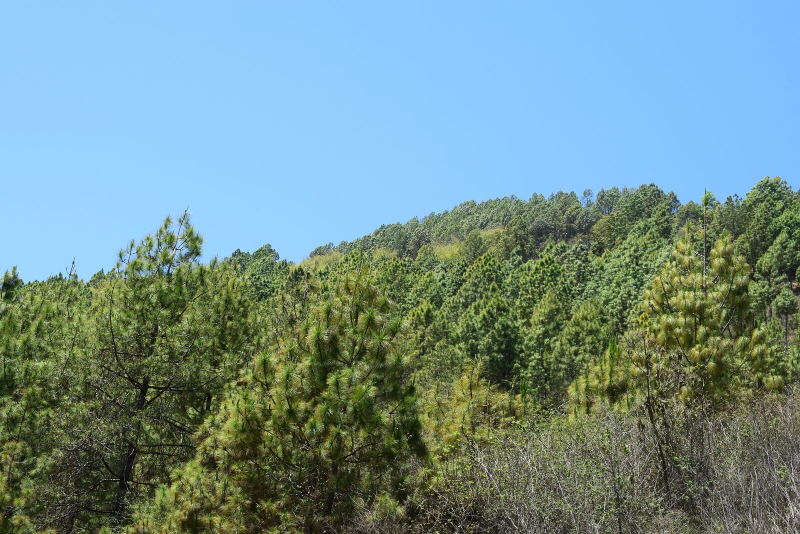 Nikon D5300 sample photo. Forest, pine tree, pine photography