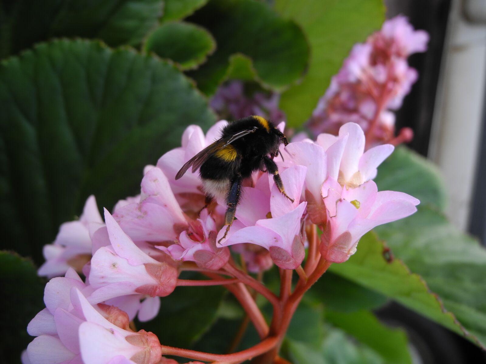 Nikon Coolpix P7000 sample photo. Bourdon, forage, pink flowers photography