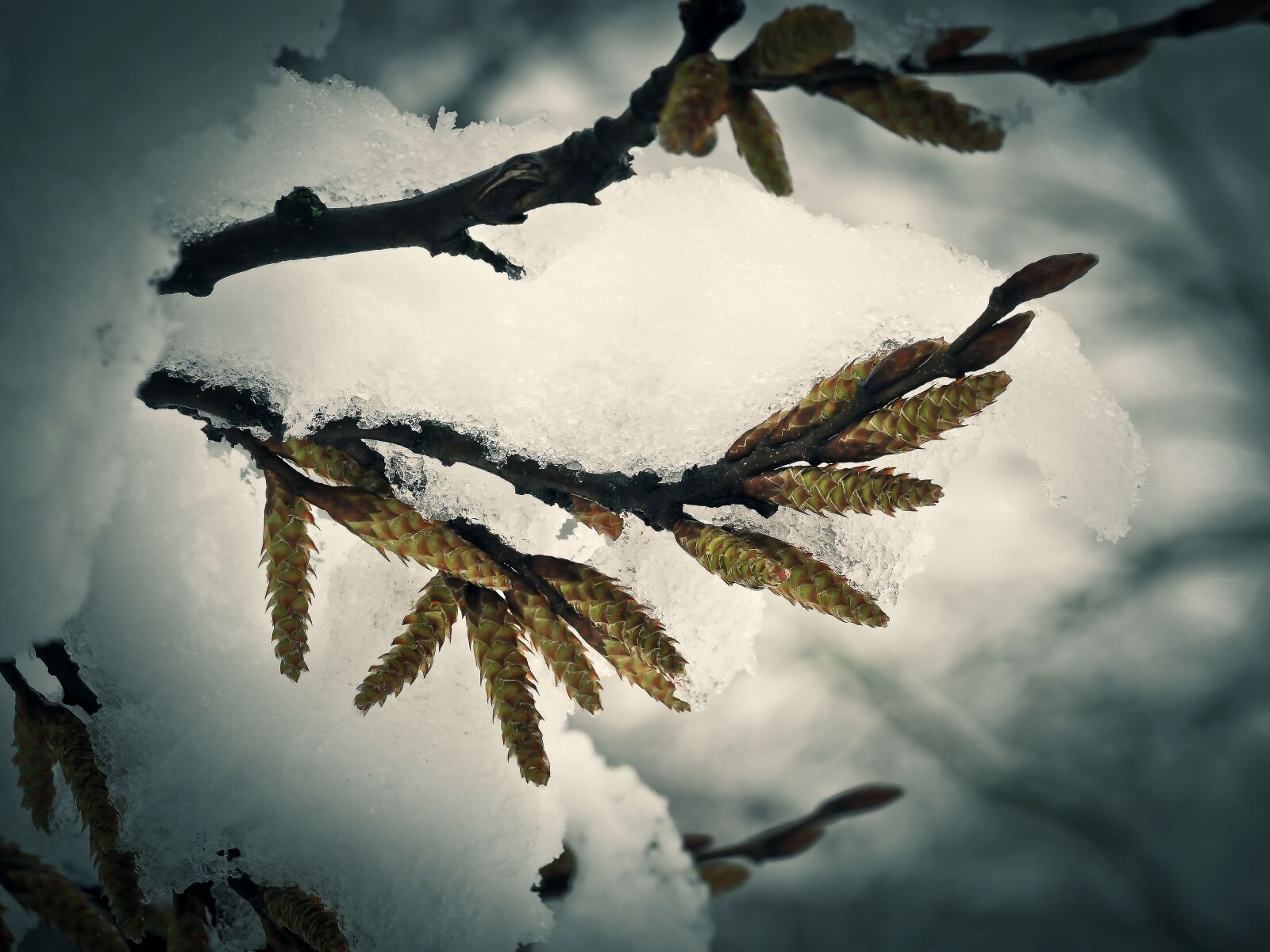 Olympus OM-D E-M10 sample photo. Snow, flower, winter photography