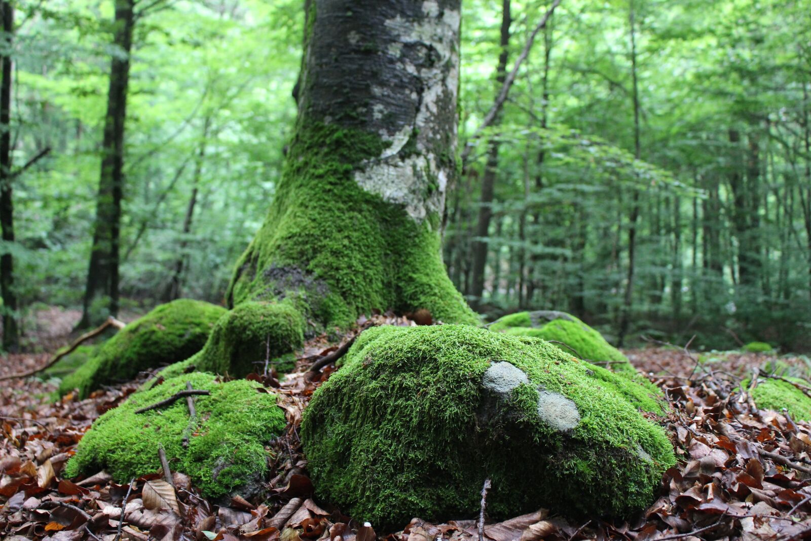 Canon EOS 100D (EOS Rebel SL1 / EOS Kiss X7) sample photo. Tree root, forest, forest photography
