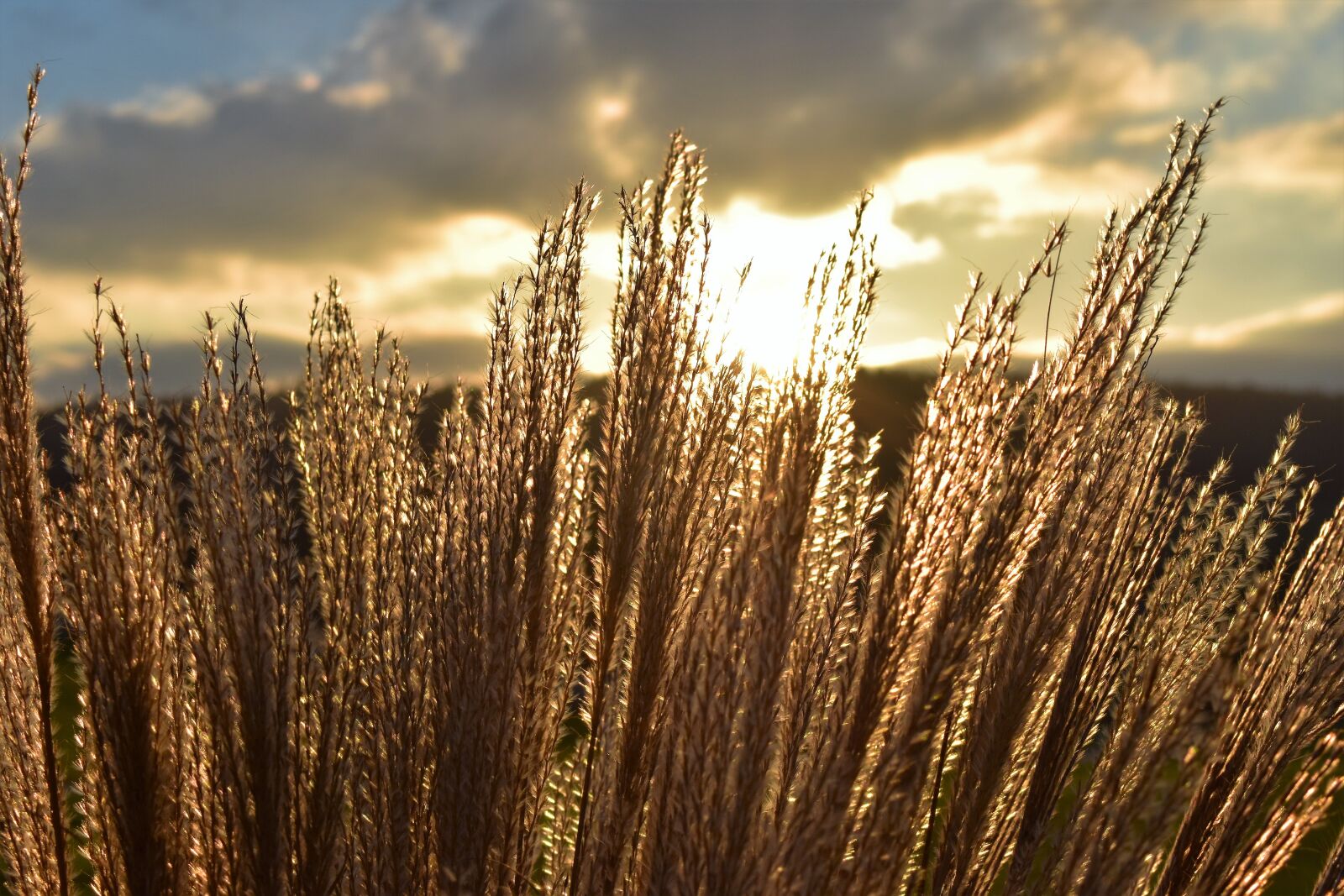 Nikon D5500 sample photo. Grasses, halme, autumn photography