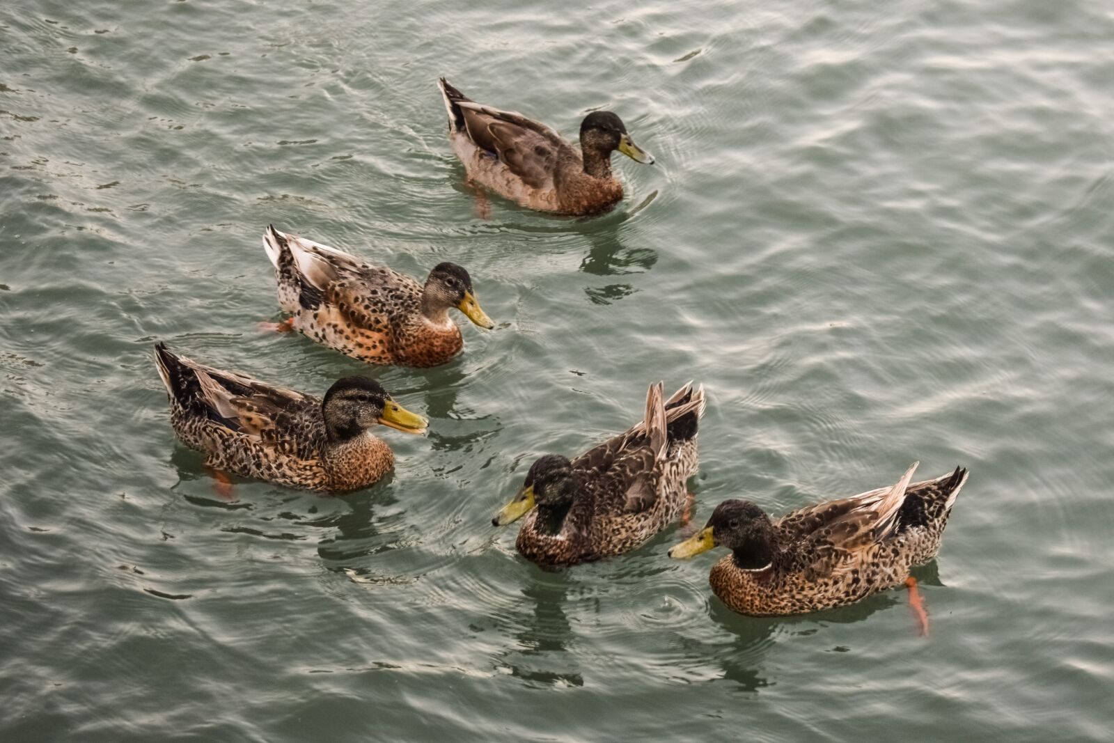 Nikon D3300 sample photo. Ducks, sea, bird photography