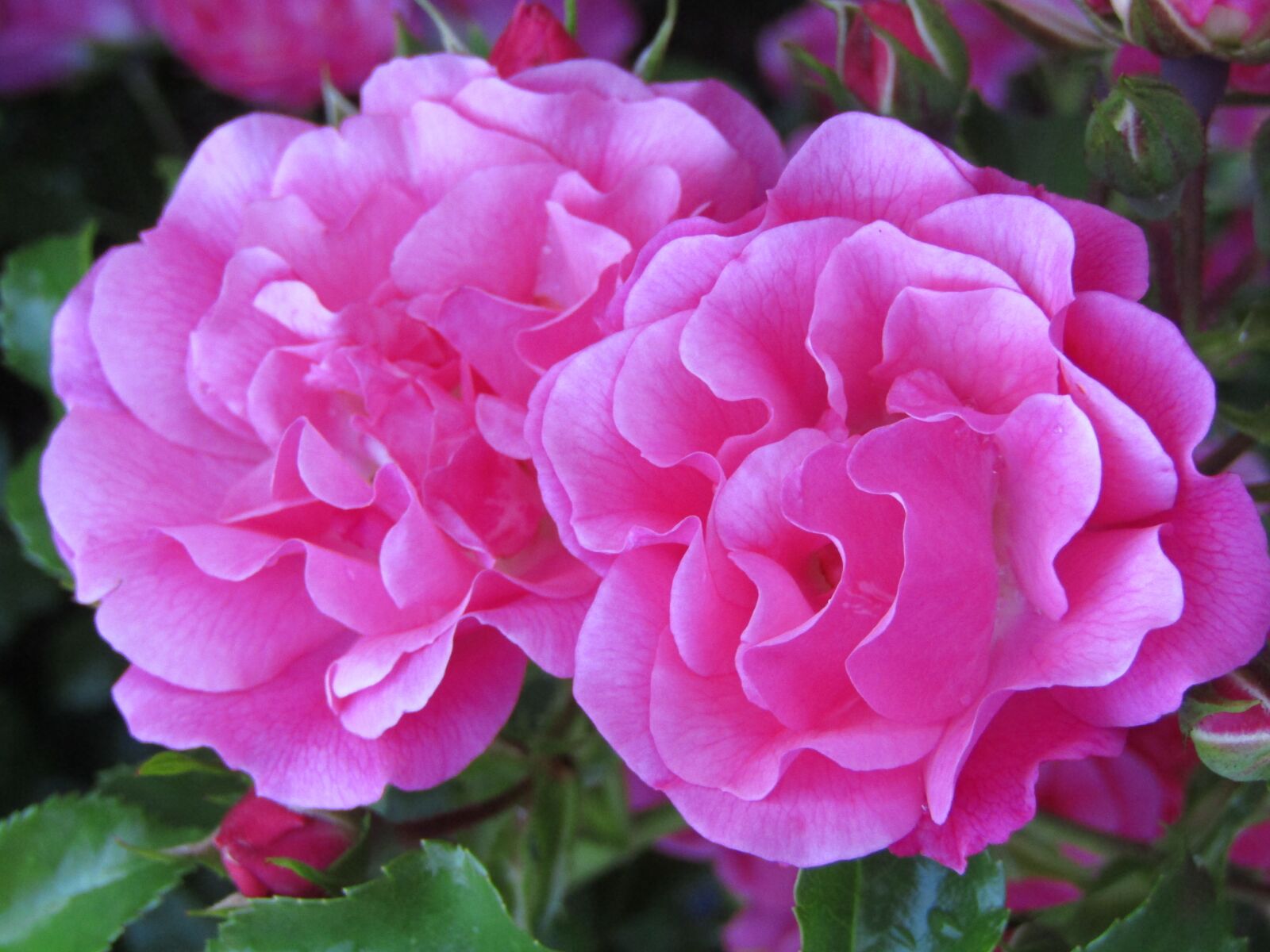 Canon POWERSHOT SX432 IS sample photo. Roses, flowers, pink photography