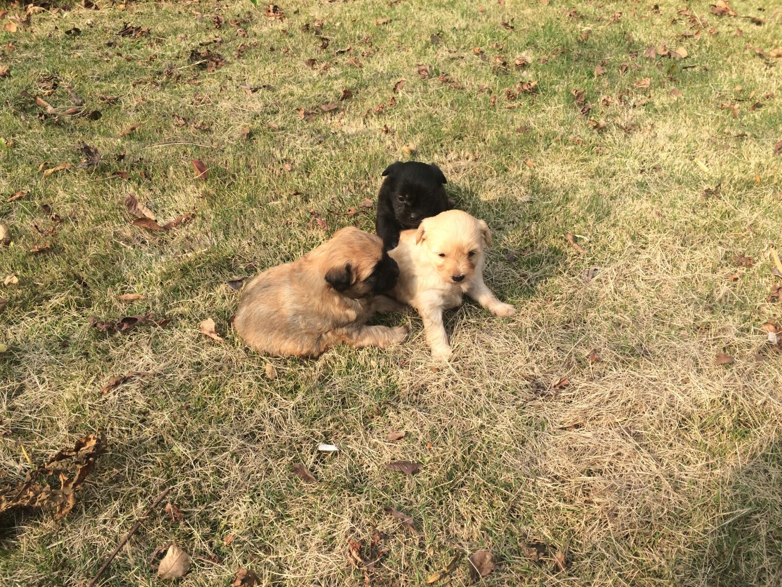 iPhone 5s back camera 4.15mm f/2.2 sample photo. Dog, grassland, cute photography
