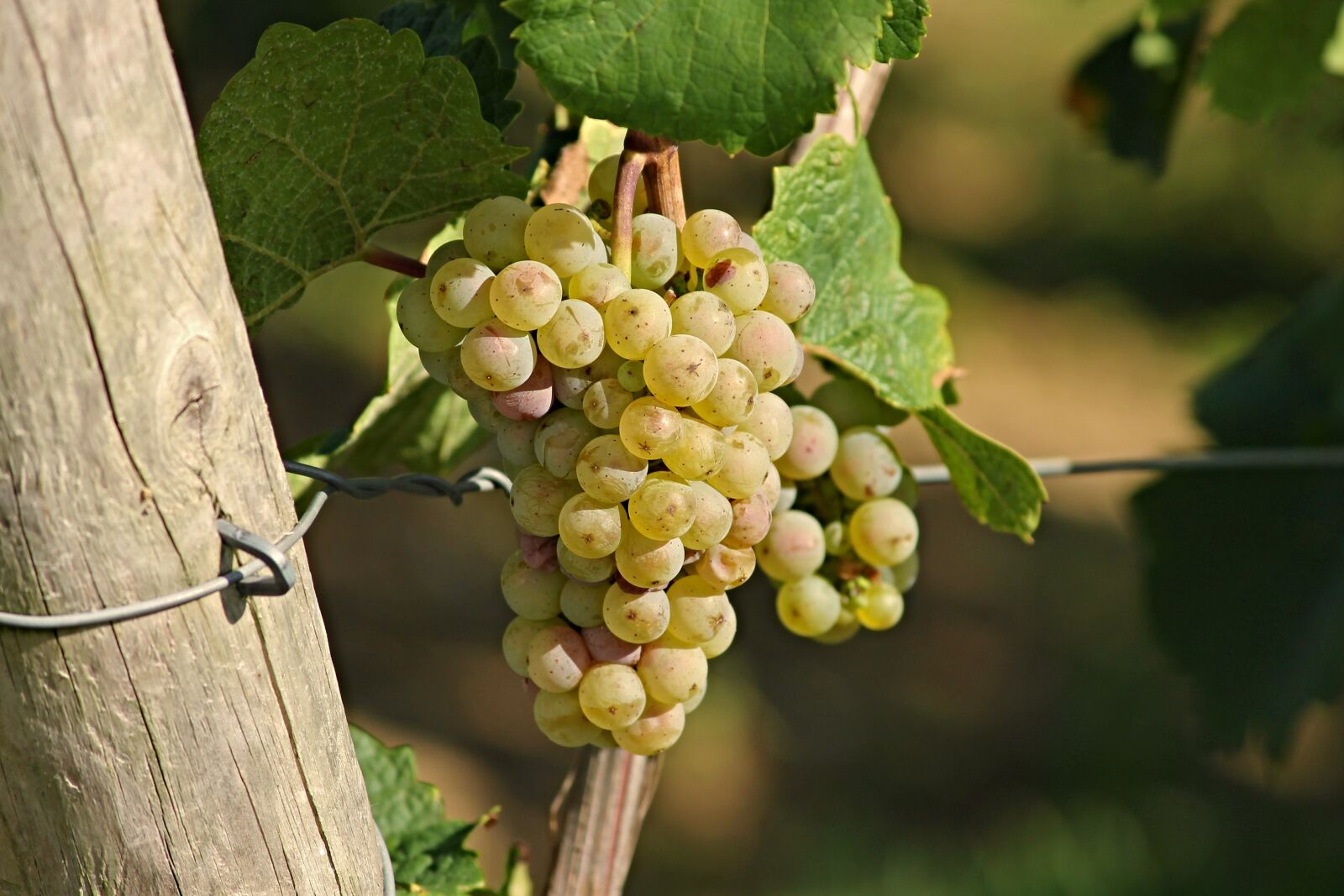Canon EOS 1100D (EOS Rebel T3 / EOS Kiss X50) sample photo. Grape, wine, rebstock photography