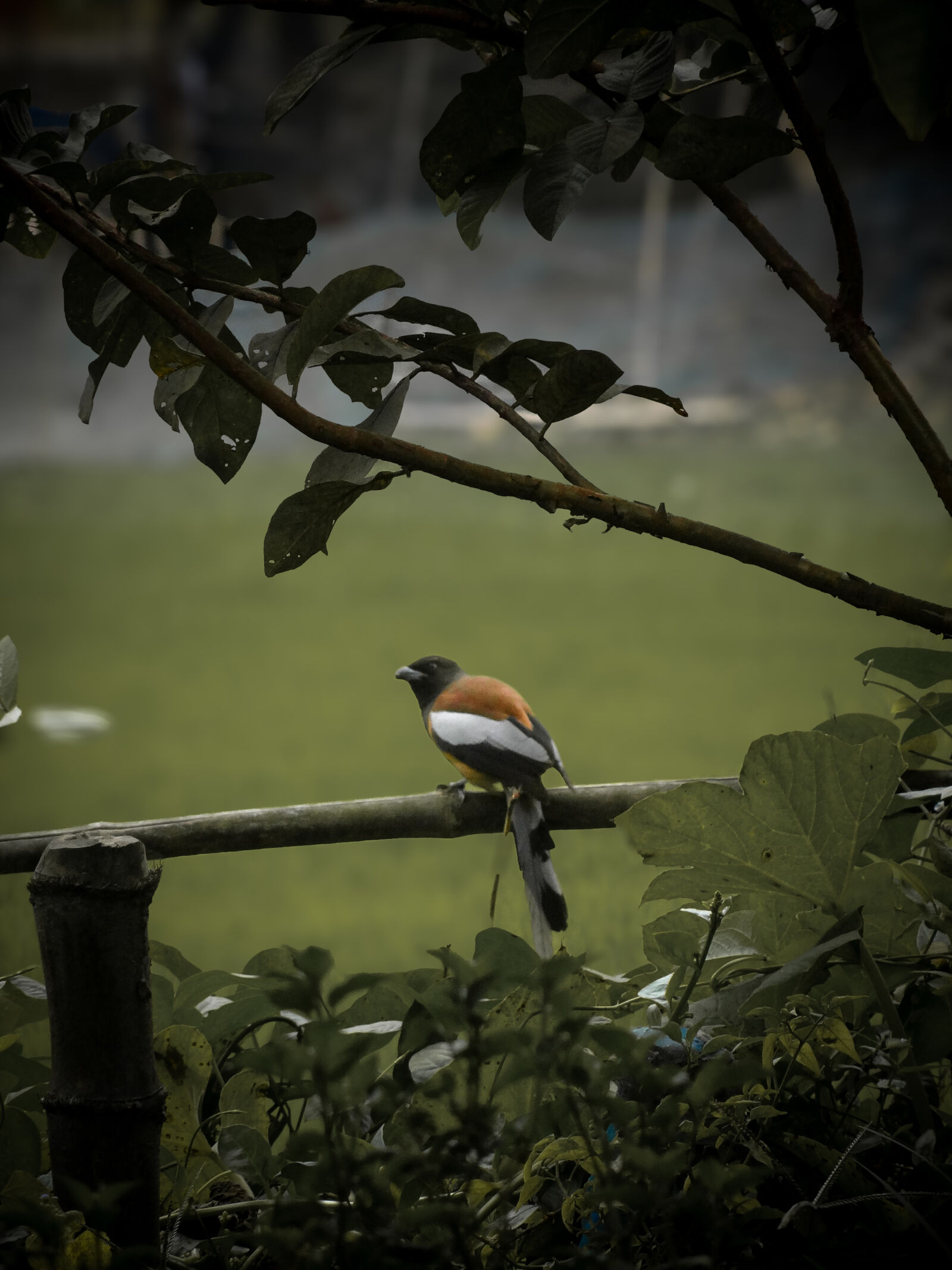 Sony Cyber-shot DSC-HX7V sample photo