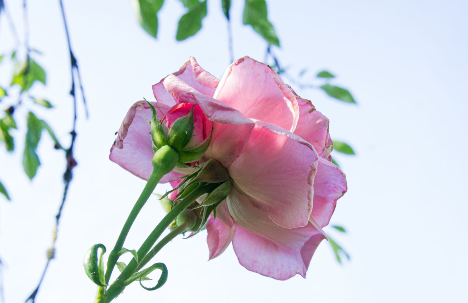 Sony Alpha NEX-3 + Sony E 18-55mm F3.5-5.6 OSS sample photo. Pink, garden, roses photography