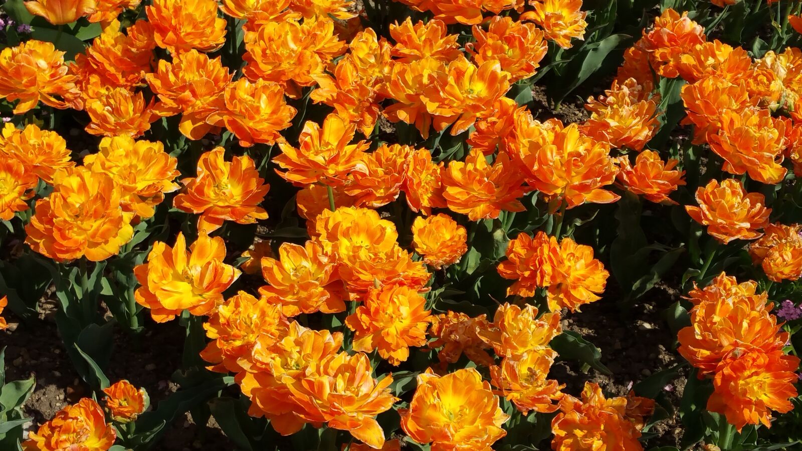 Samsung Galaxy Note4 sample photo. Orange, tulips, flower photography