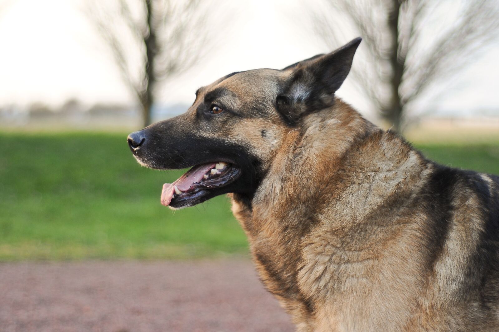 Nikon D300 sample photo. Dog, german shepherd, animal photography
