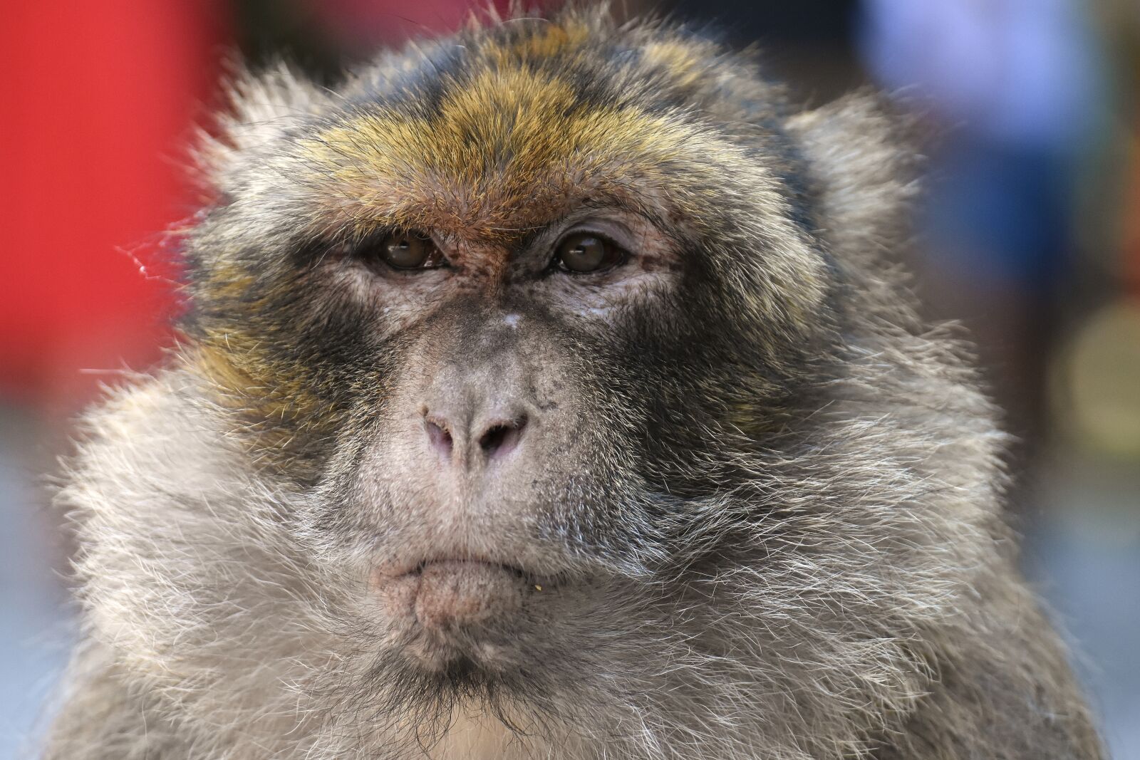 Nikon D7200 sample photo. Barbary ape, endangered species photography