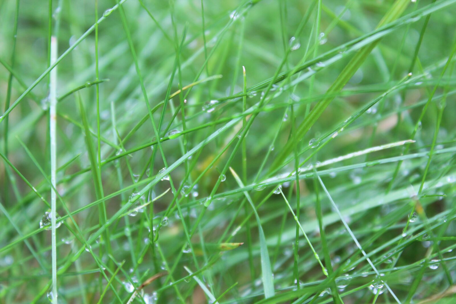 Мокрая трава. Трава во влажных условиях. Water grass moist grass. Мокрая трава картинки.