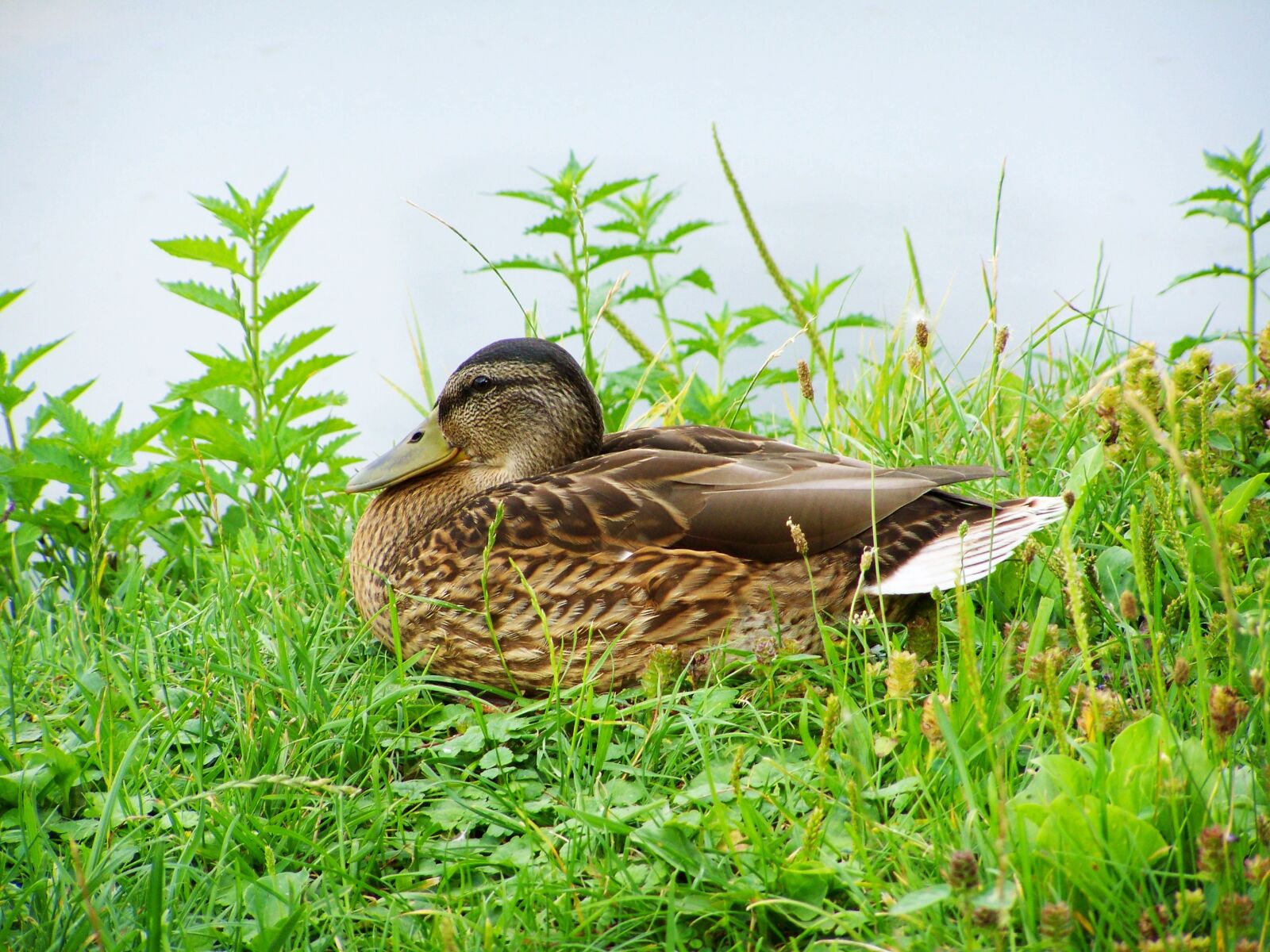 Kodak EASYSHARE ZD710 ZOOM DIGITAL CAMERA sample photo. Mallard duck, wild ducks photography