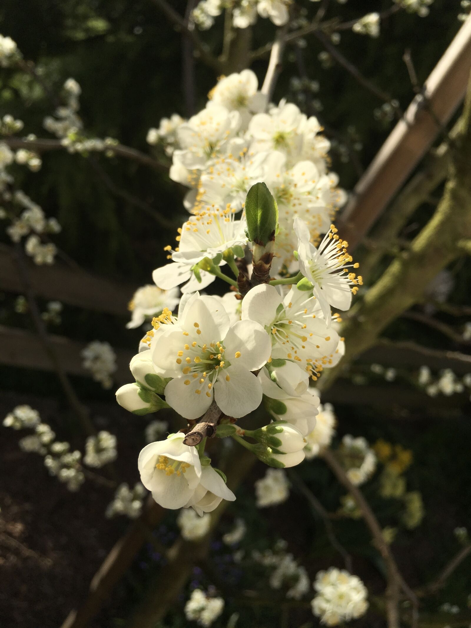 Apple iPad Pro sample photo. Plum tree, plum blossom photography