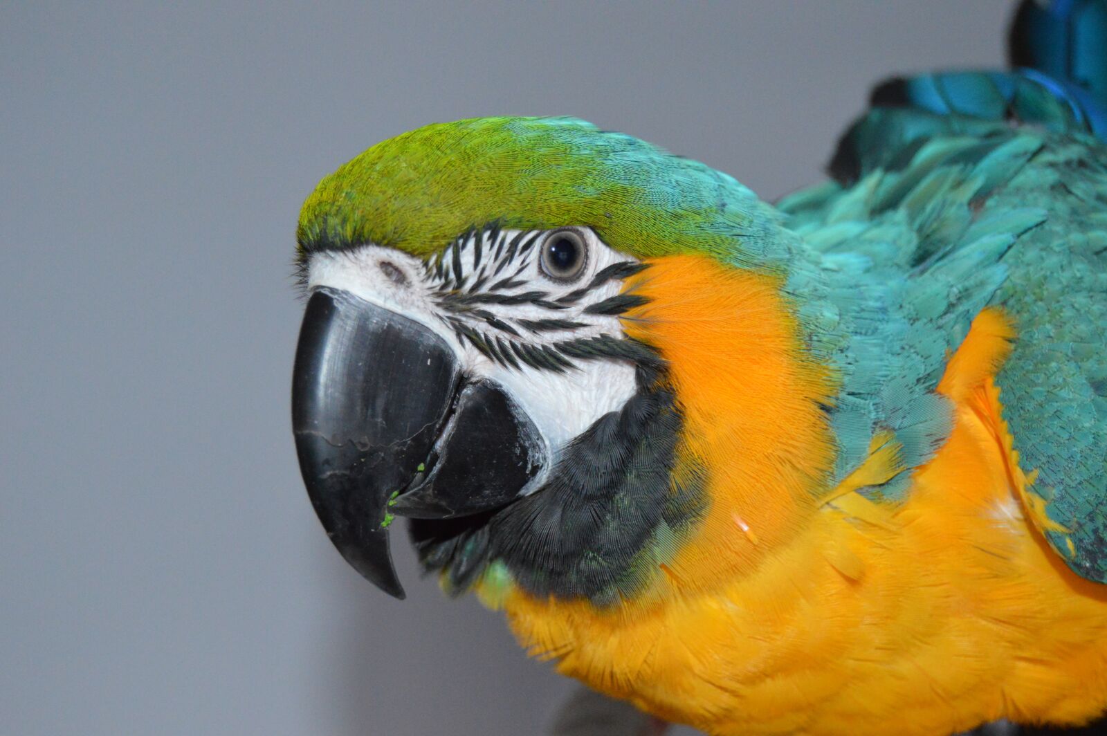 Nikon D3200 sample photo. Macaw, ave, bird photography