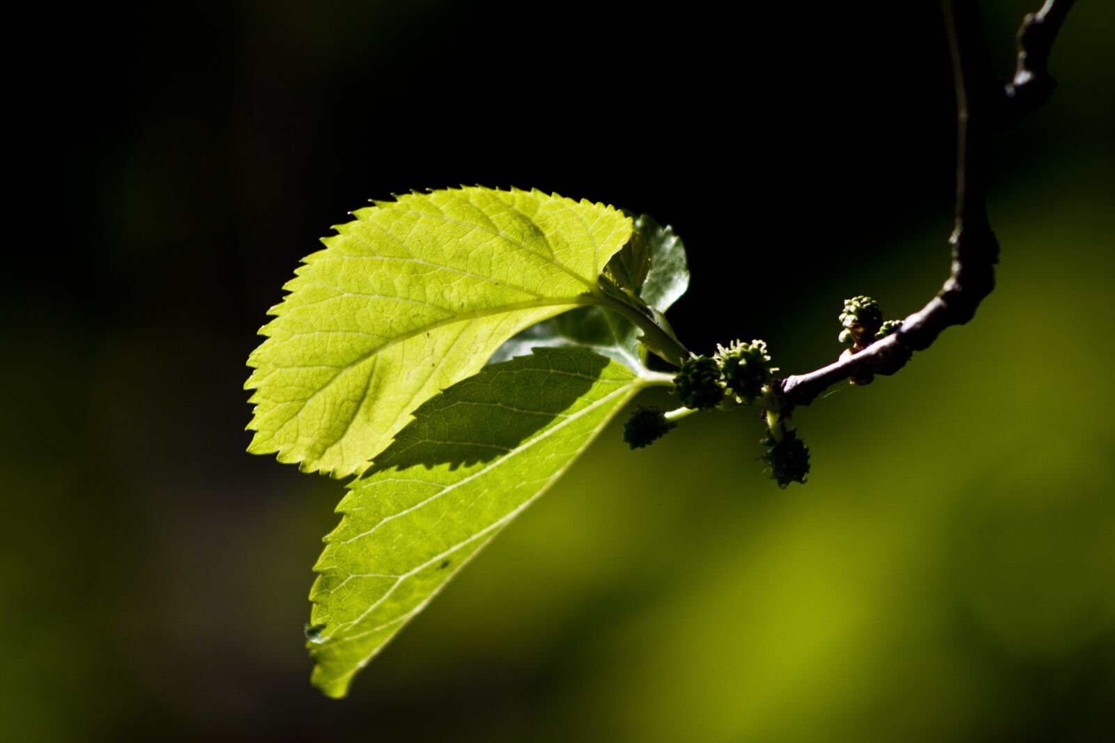 Canon EOS 500D (EOS Rebel T1i / EOS Kiss X3) sample photo. Leaves, reverse light, mulberry photography