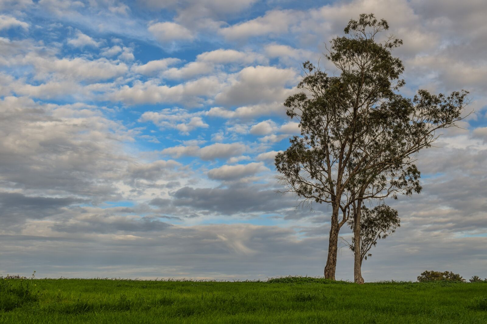 Nikon D3300 sample photo. Tree, meadow, landscape photography