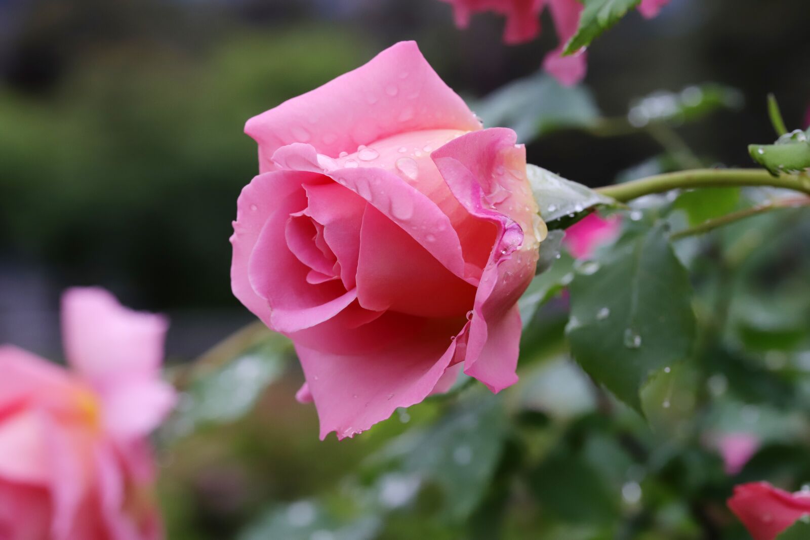Canon EOS 6D Mark II sample photo. Rose, flowers, nature photography
