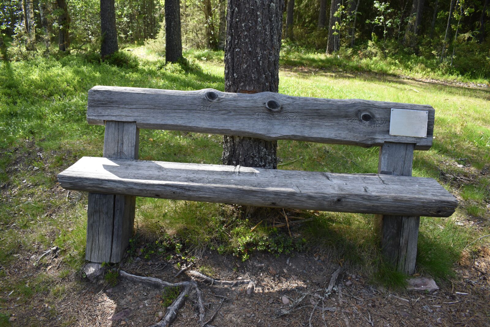 Nikon D3500 sample photo. Wooden bench, summer, nature photography