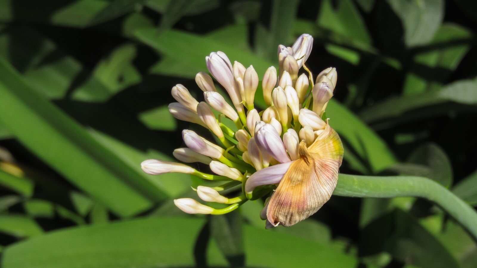 Canon PowerShot SX410 IS sample photo. Flower, nature, plant photography