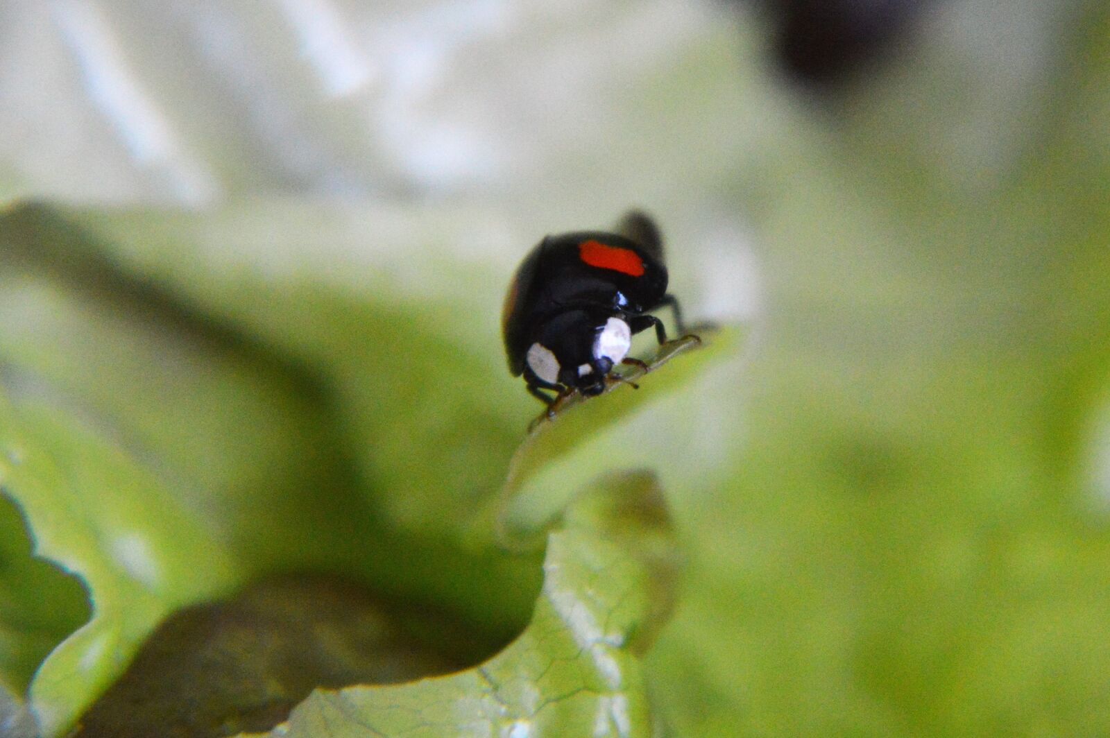 Nikon D3200 sample photo. Insects, ladybug, red photography