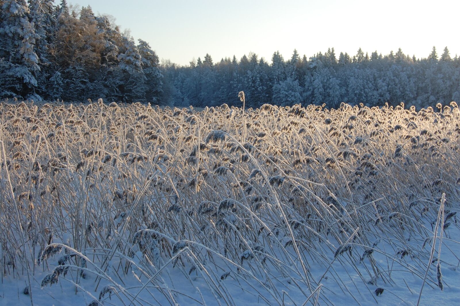 Nikon D40 sample photo. Winter, frozen, frost photography