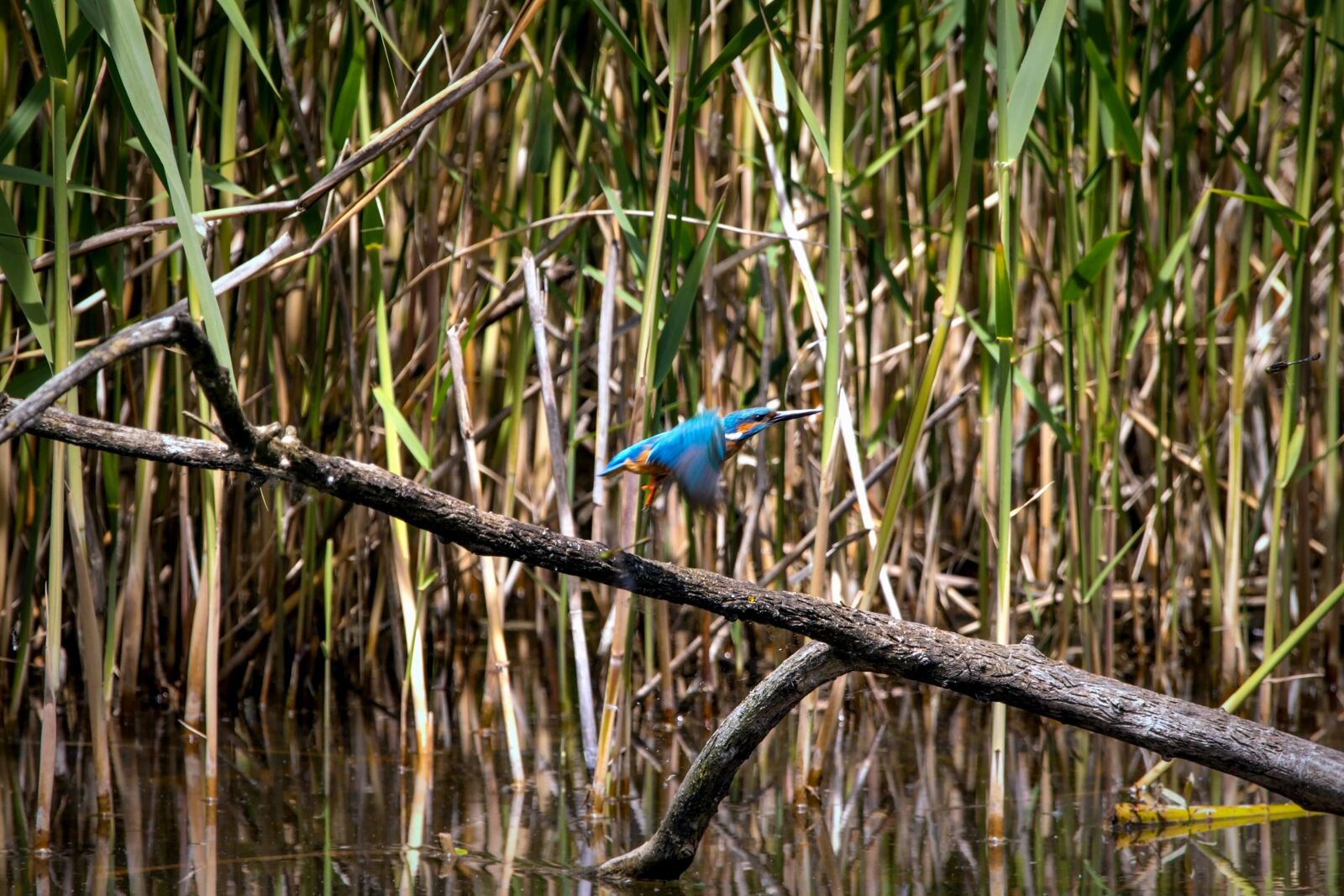 Canon EOS 70D sample photo. Bird, animal, reed, water photography
