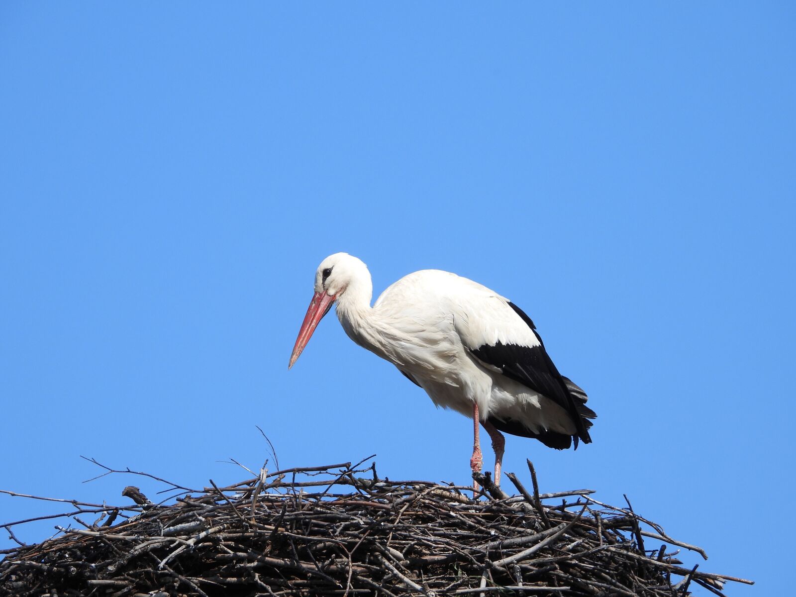 Nikon Coolpix P1000 sample photo. White stork, crow's nest photography