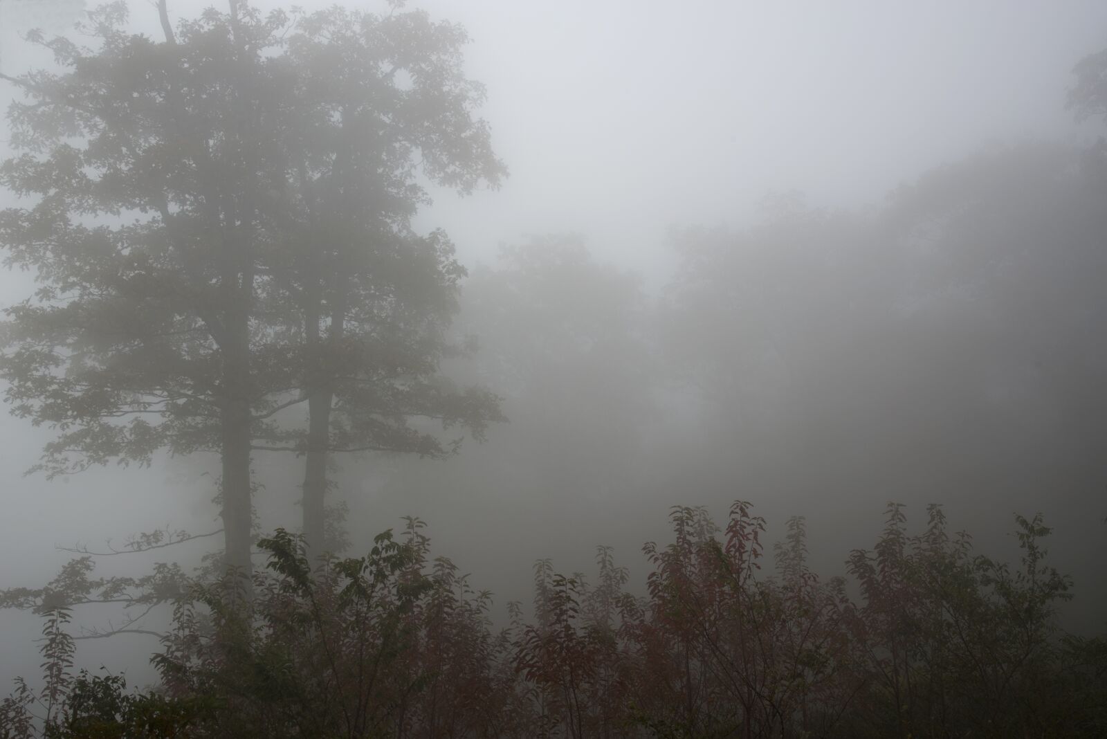 Nikon D610 sample photo. Foggy, landscape, forest photography