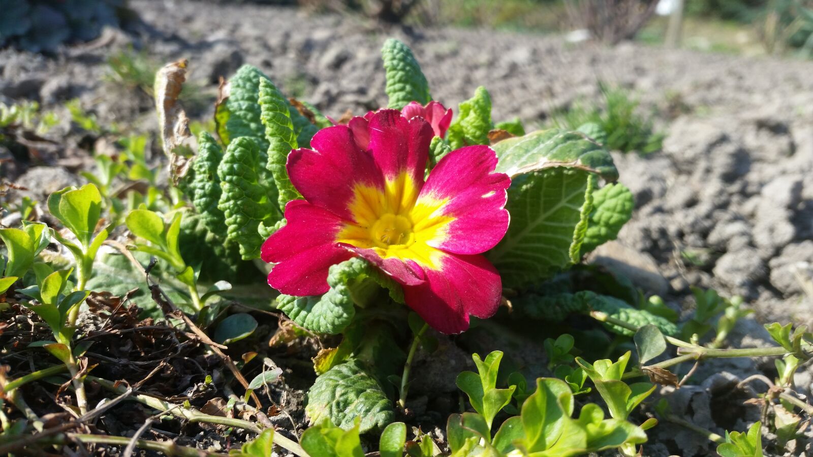 Samsung Galaxy S5 sample photo. Spring, red, flower photography