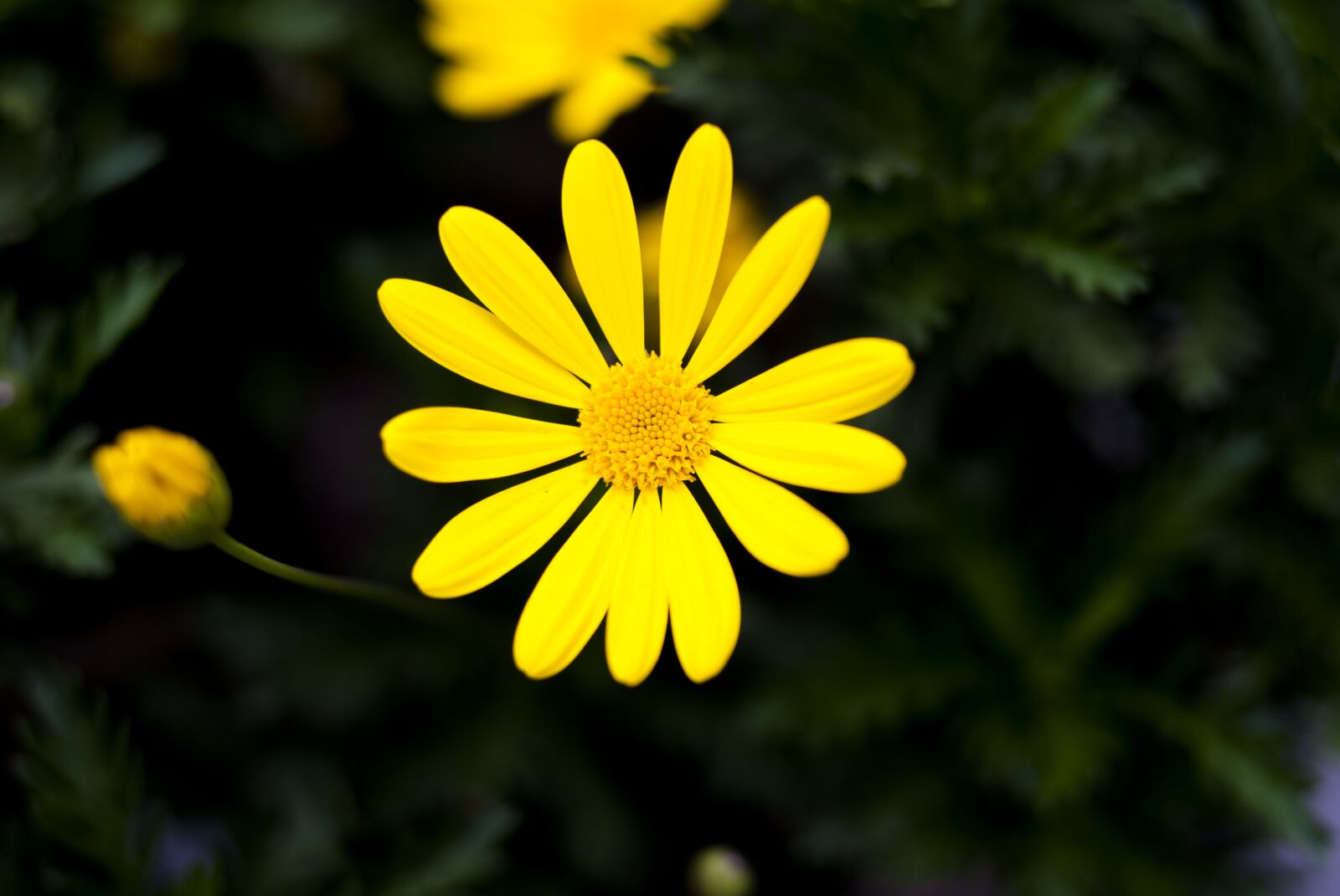 Nikon D60 sample photo. Nature, plant, summer photography