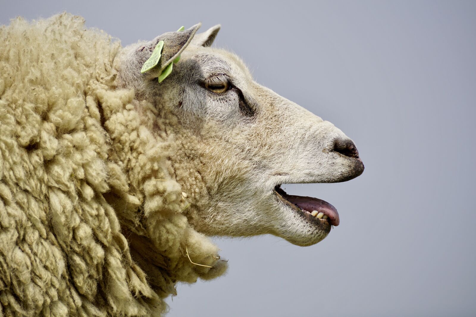 Sony DT 55-300mm F4.5-5.6 SAM sample photo. Sheep, bleat, wool photography