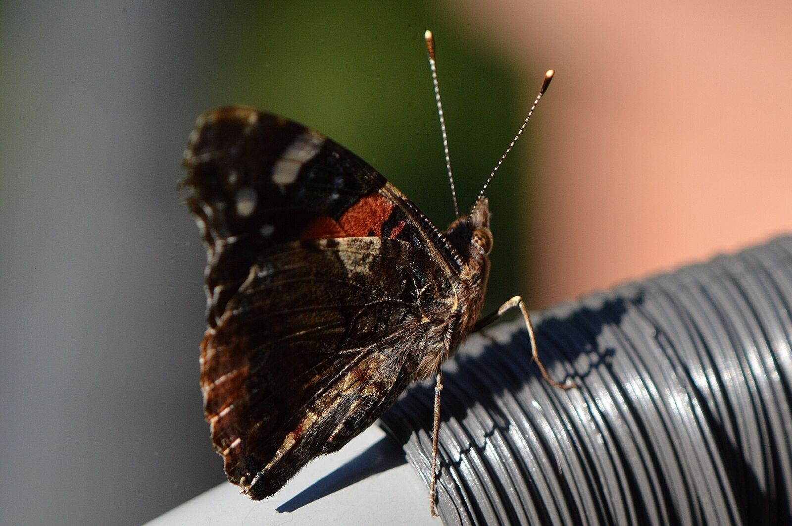 Nikon D3200 sample photo. Butterfly, colorful, insect photography
