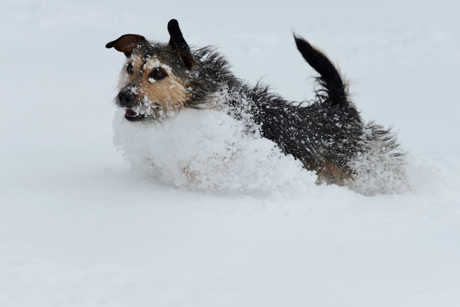 Nikon D600 sample photo. Dog, snow, play photography