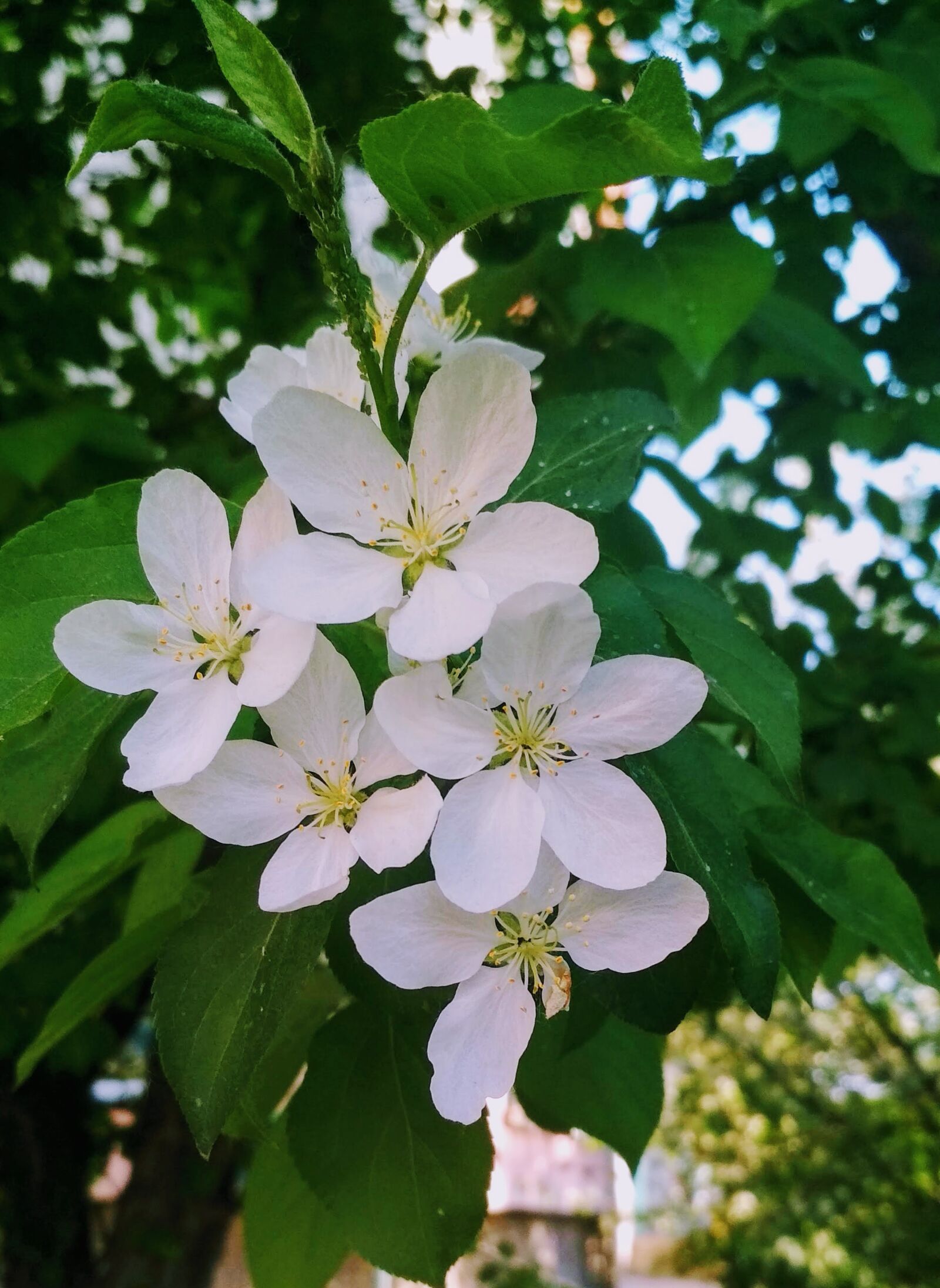 Xiaomi Redmi 4X sample photo. Green, flowers, nature photography