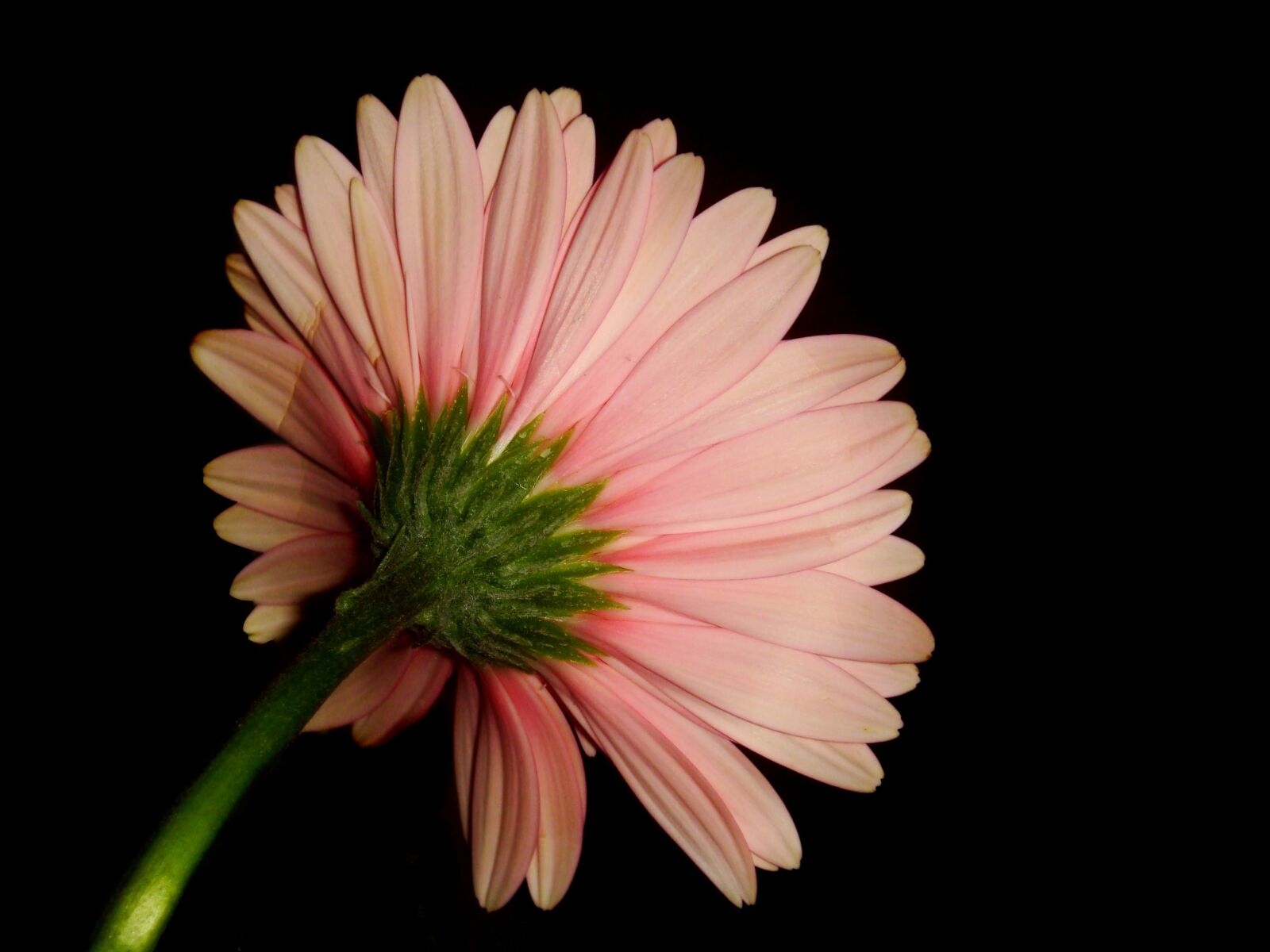 Sony DSC-T70 sample photo. Blossom, flower, bloom photography