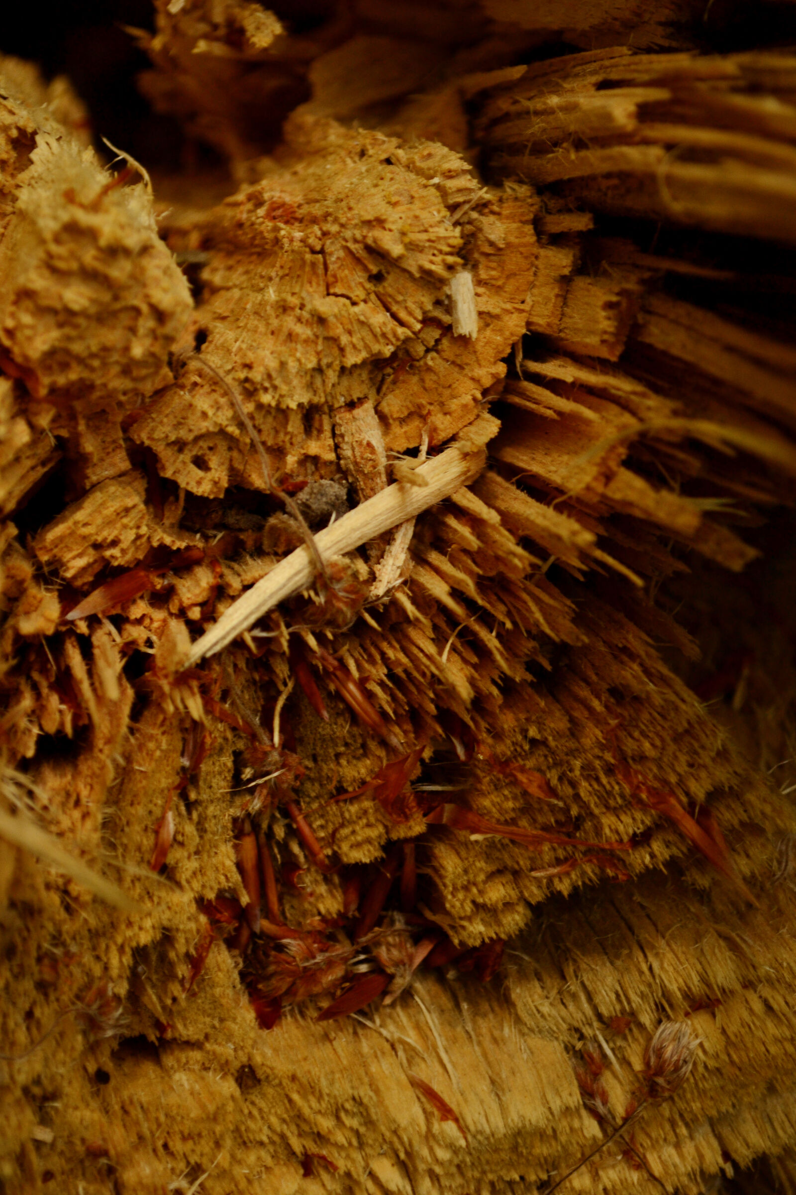 Nikon D3100 sample photo. Texture, tree, wood photography