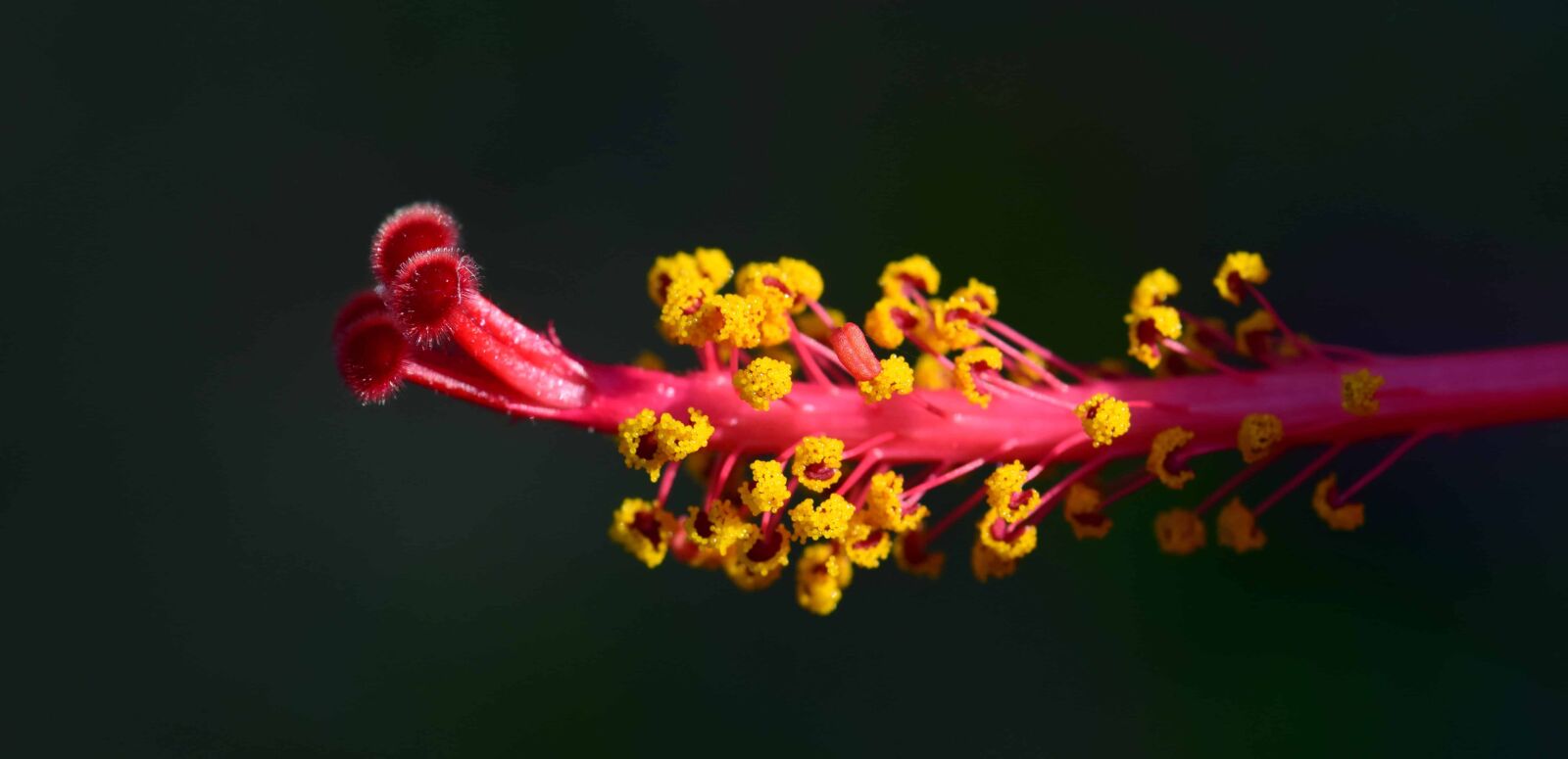 Nikon D3300 sample photo. Hibiscus, nature, flower, flora photography