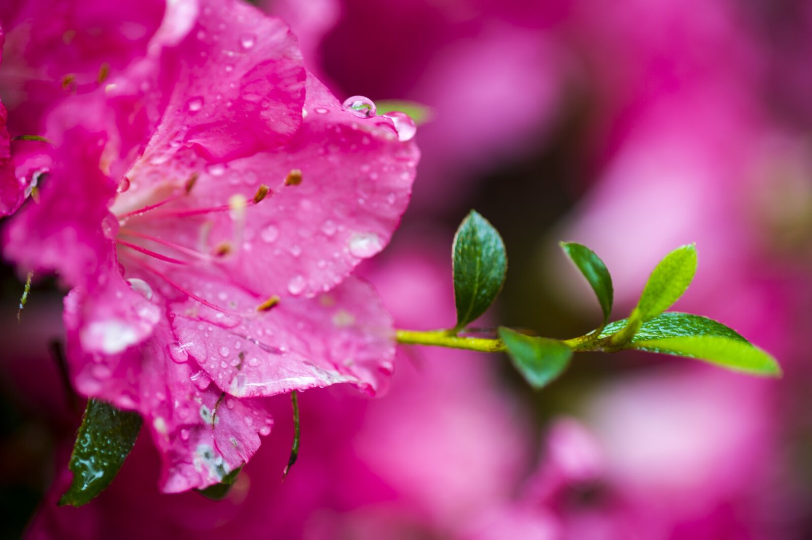 Nikon D3S sample photo. Bud, eggplant, flowers photography
