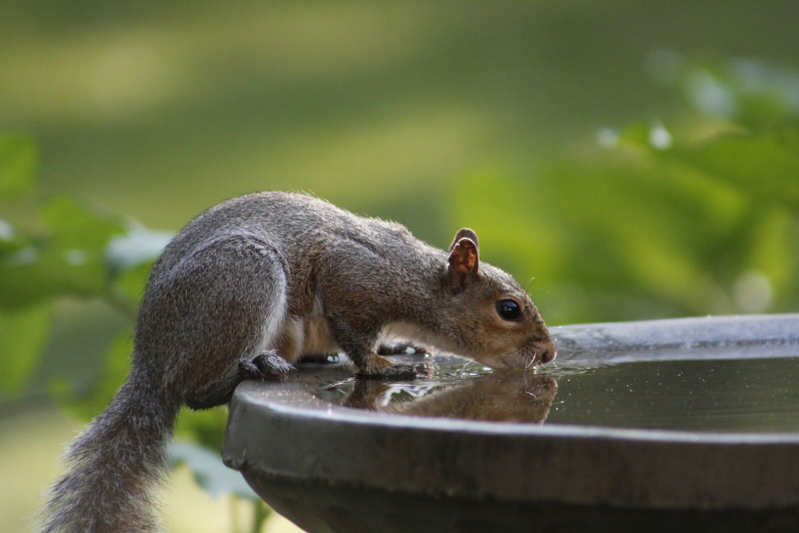 Canon EOS 550D (EOS Rebel T2i / EOS Kiss X4) sample photo. Water, drinking, animal photography