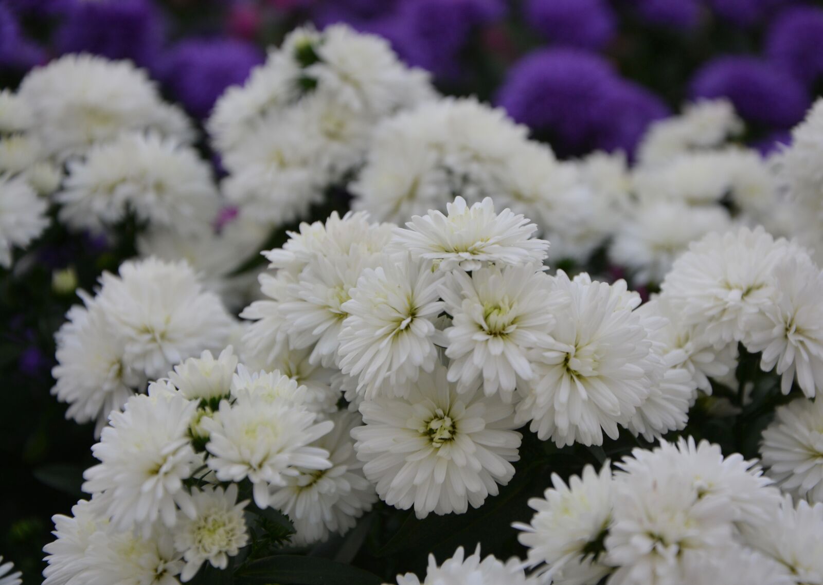 Nikon D5200 sample photo. White flowers, daisies, purity photography