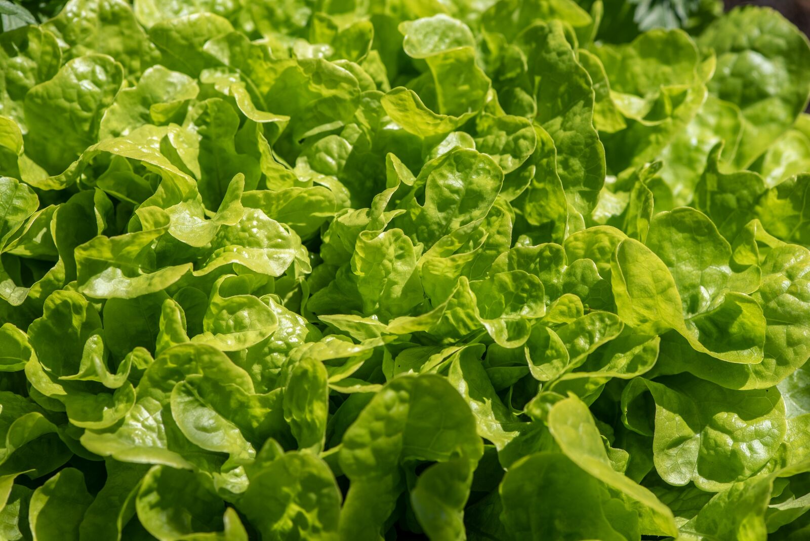 Nikon D750 sample photo. Salad, green, garden photography