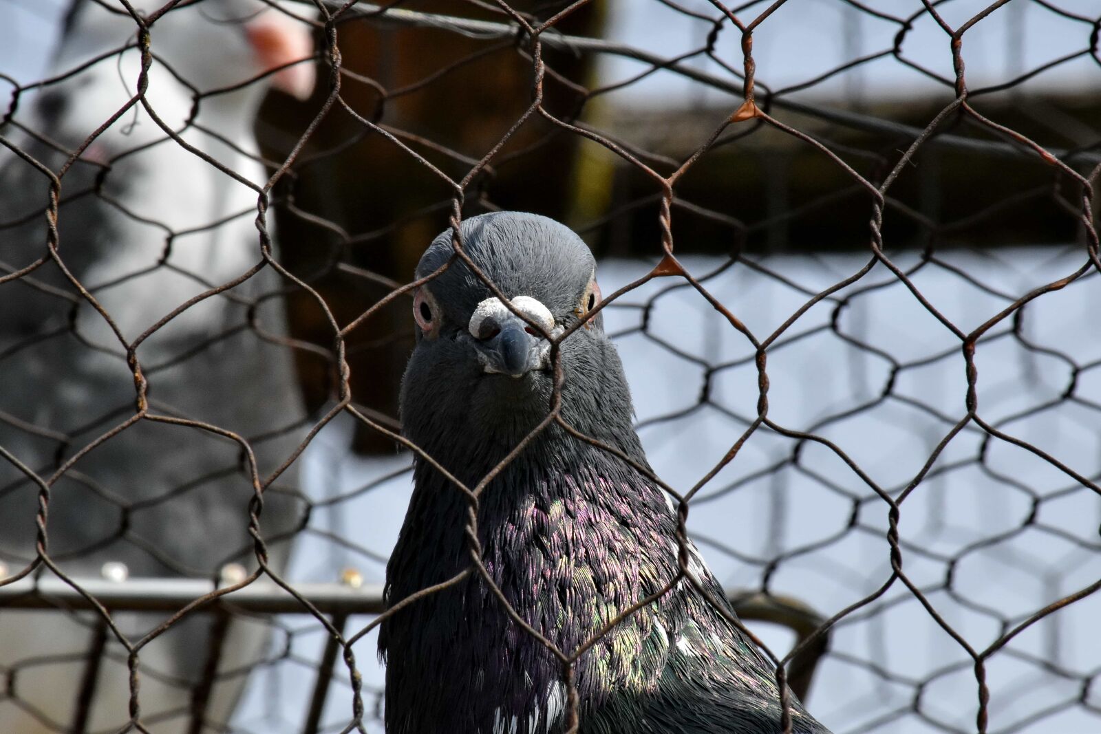 Nikon D5500 sample photo. Cage, head, pigeon, rust photography