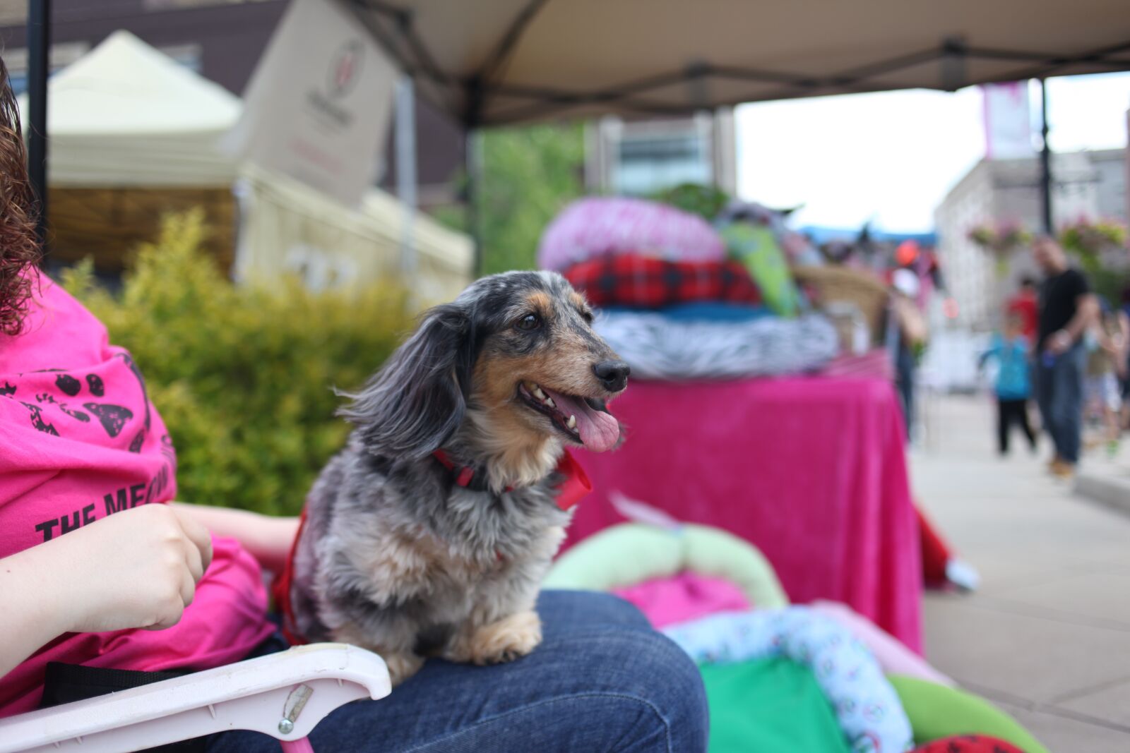 Canon EOS 5D Mark II sample photo. Dog, festival, party photography