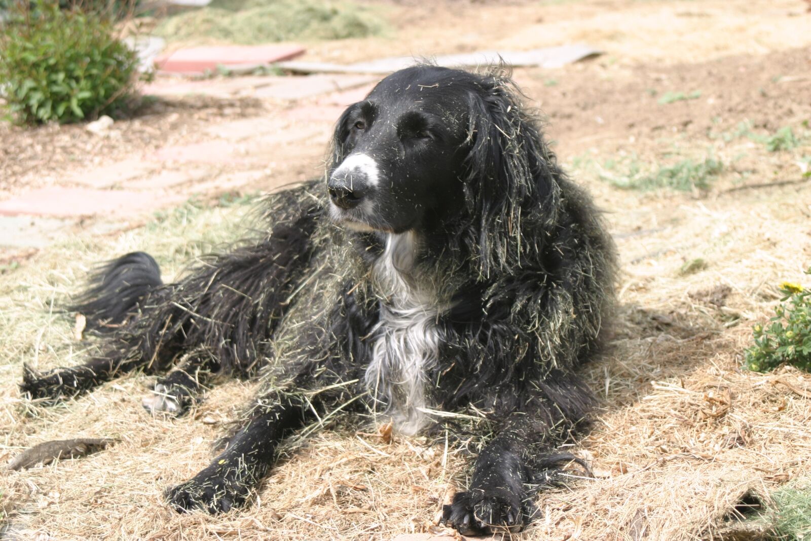 Canon EOS 10D sample photo. Dog, flatcoat, canine photography